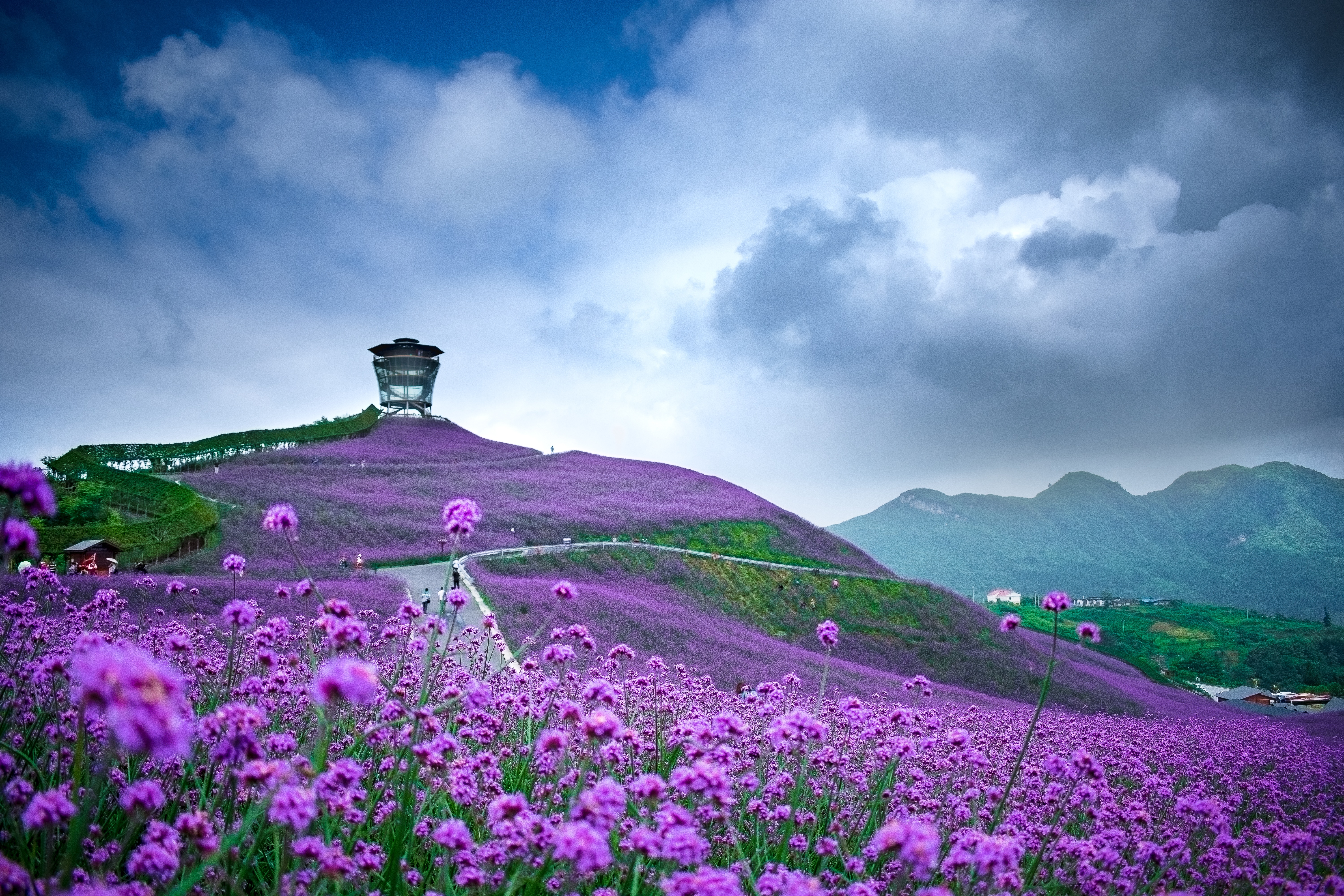 Laden Sie das Blumen, Blume, Feld, China, Lila Blume, Erde/natur-Bild kostenlos auf Ihren PC-Desktop herunter