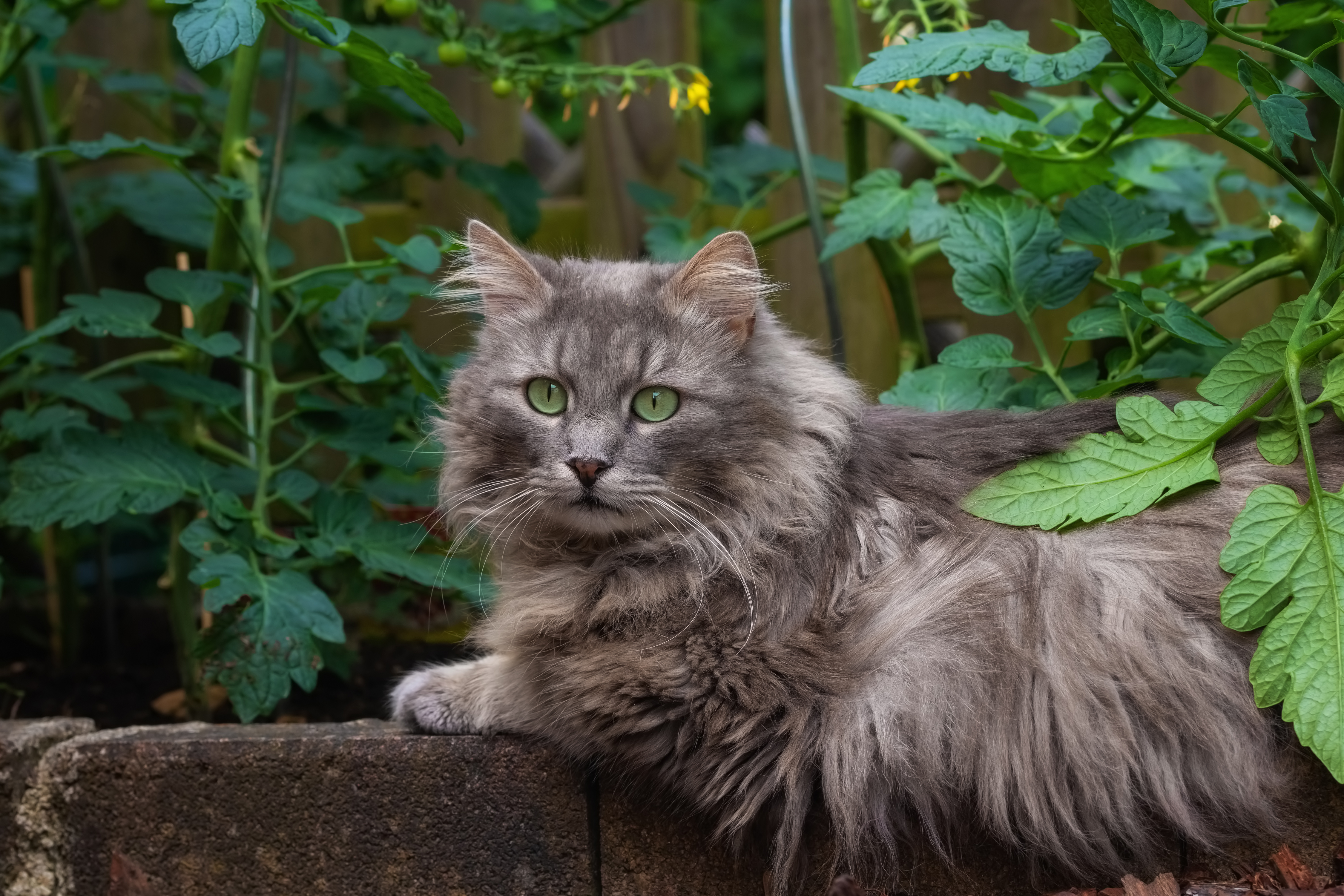 Baixar papel de parede para celular de Animais, Gatos, Gato gratuito.