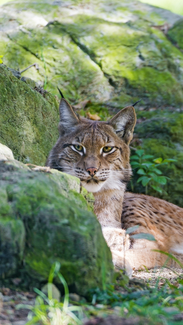 Descarga gratuita de fondo de pantalla para móvil de Animales, Gatos, Lince.