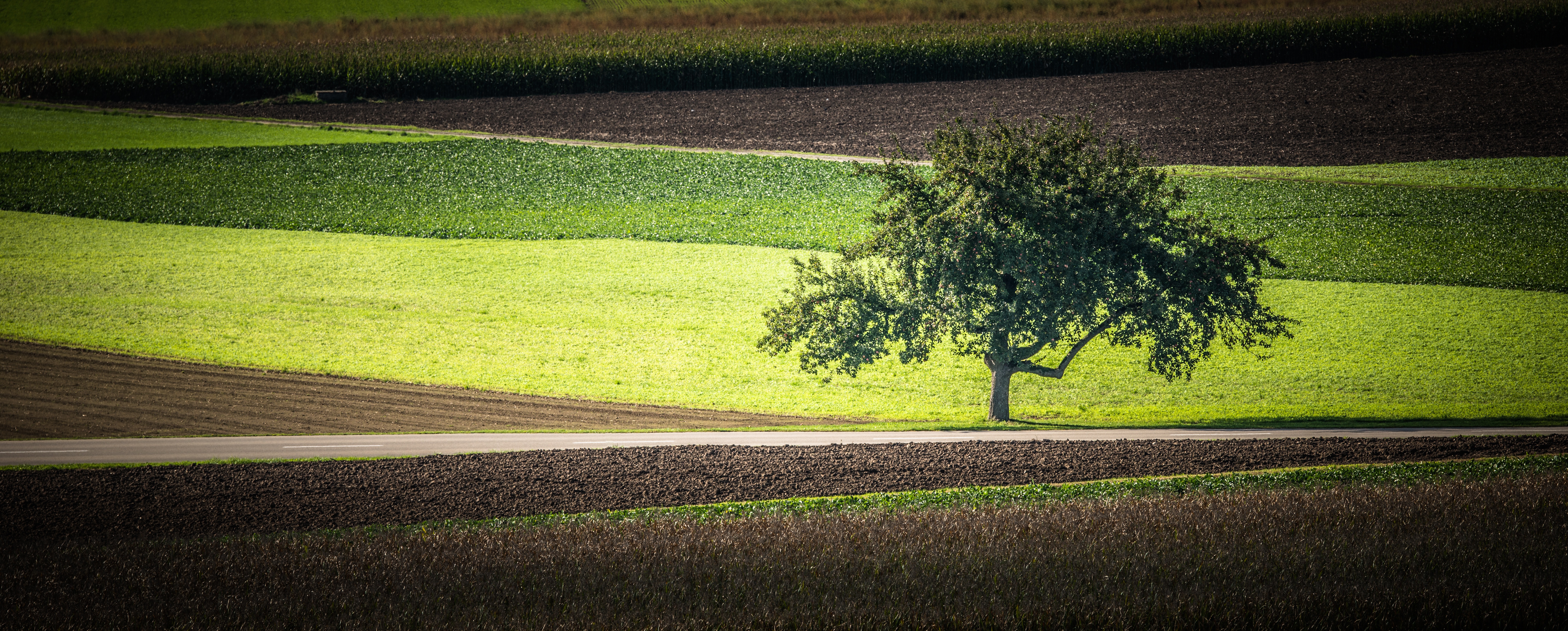 Free download wallpaper Nature, Tree, Earth, Field on your PC desktop