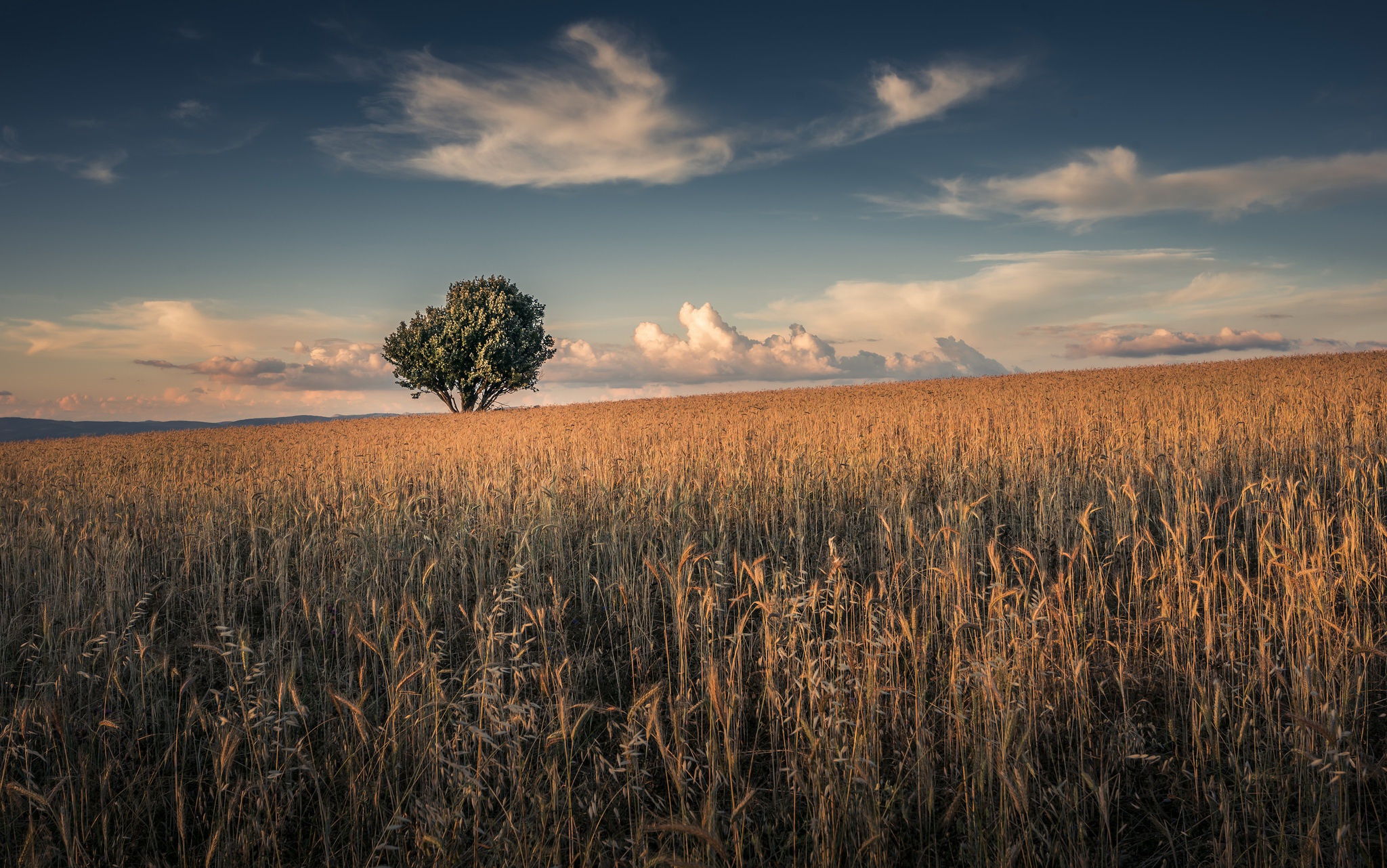 Free download wallpaper Nature, Sky, Summer, Wheat, Tree, Earth, Field, Cloud on your PC desktop