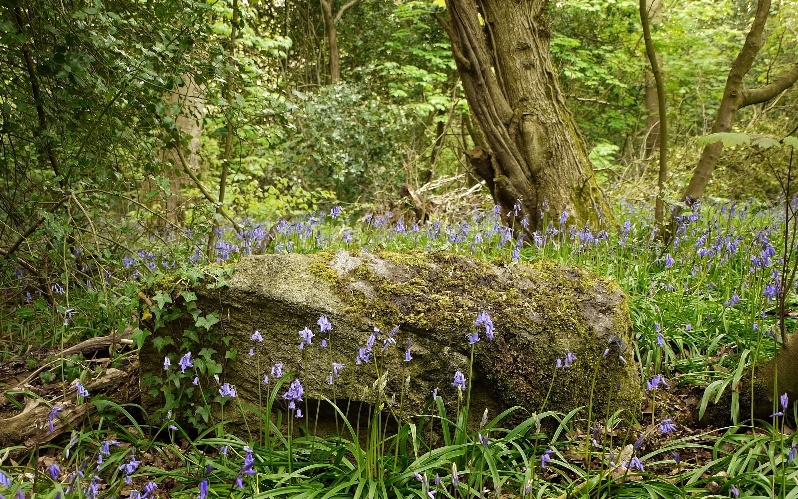 Laden Sie das Natur, Blumen, Wald-Bild kostenlos auf Ihren PC-Desktop herunter