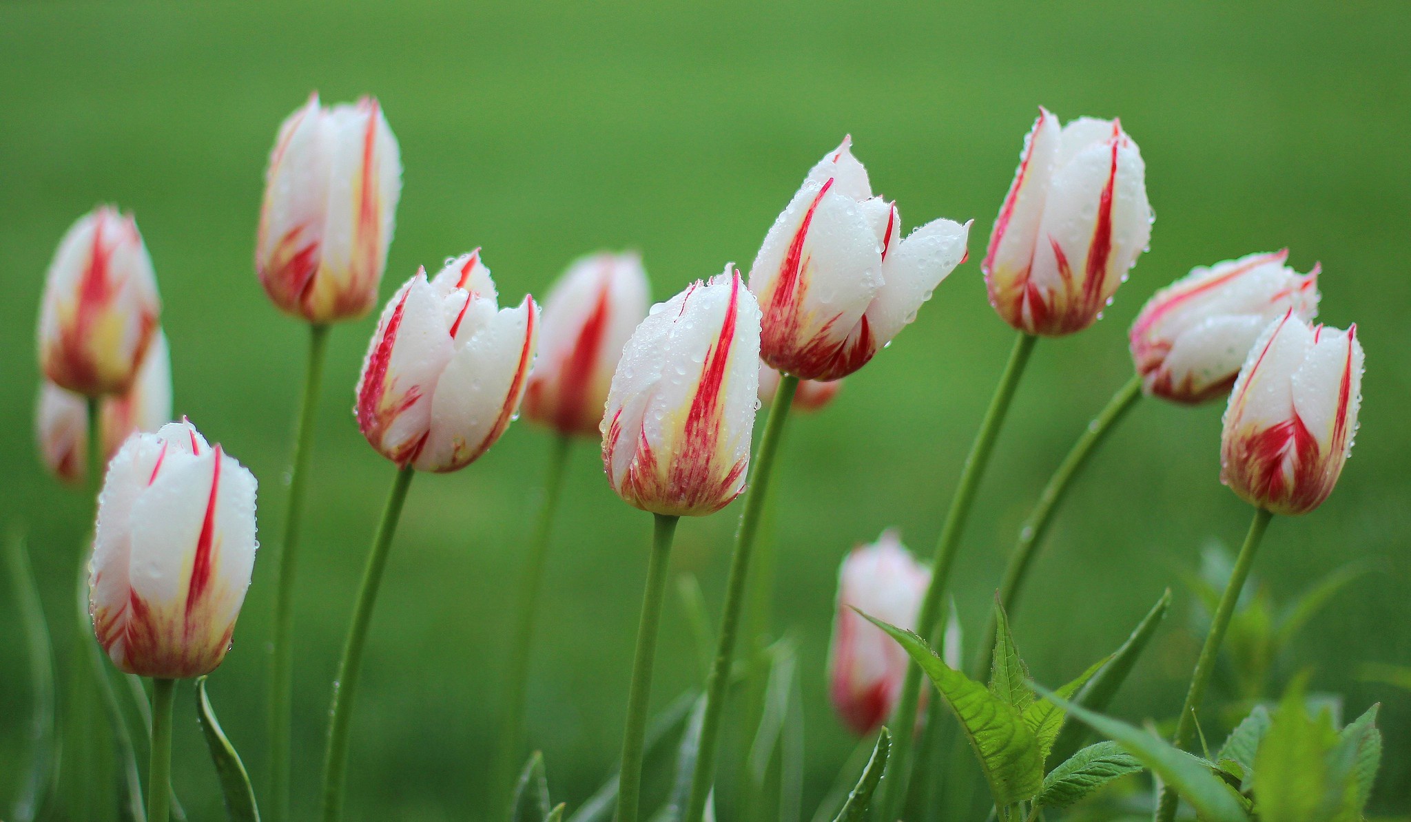 Descarga gratis la imagen Naturaleza, Flores, Flor, Tulipán, Flor Blanca, Tierra/naturaleza en el escritorio de tu PC