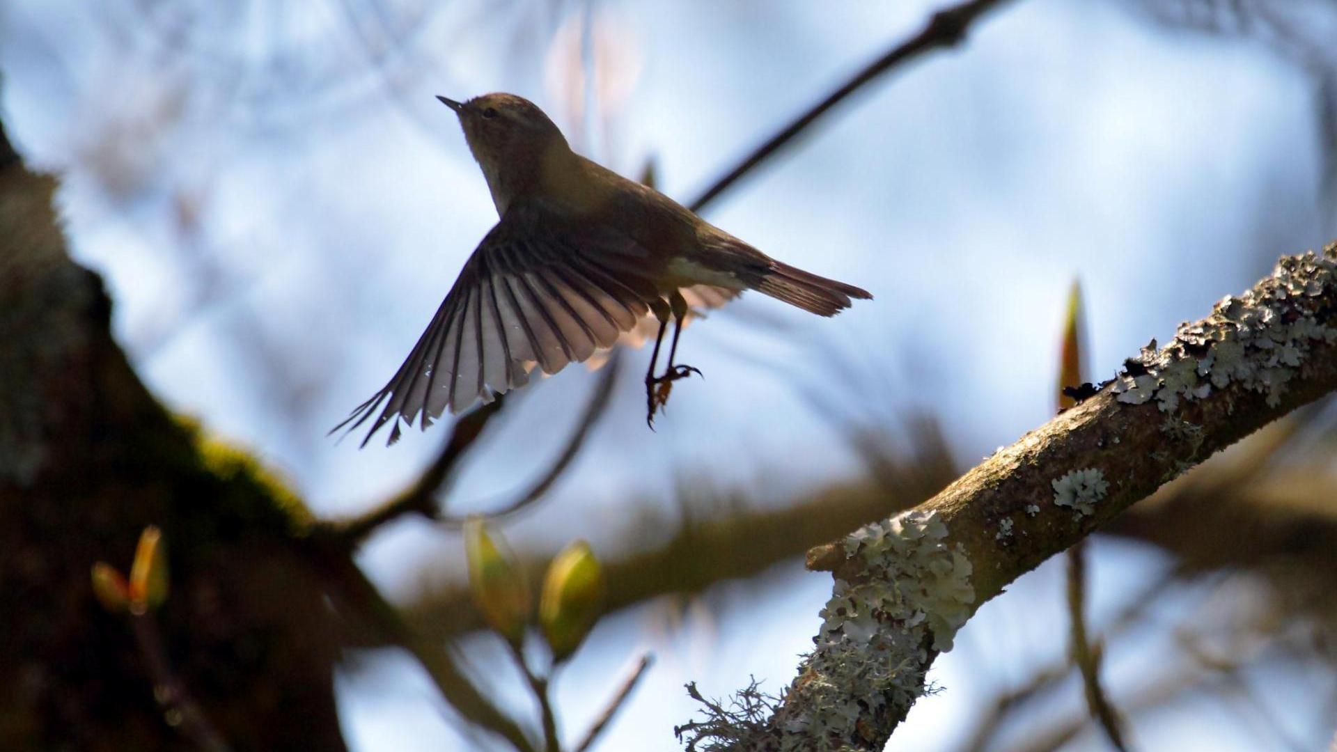 Descarga gratuita de fondo de pantalla para móvil de Animales, Aves, Ave.