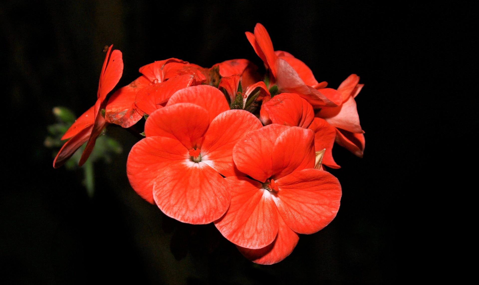 Descarga gratis la imagen Naturaleza, Flores, Flor, Flor Roja, Tierra/naturaleza en el escritorio de tu PC