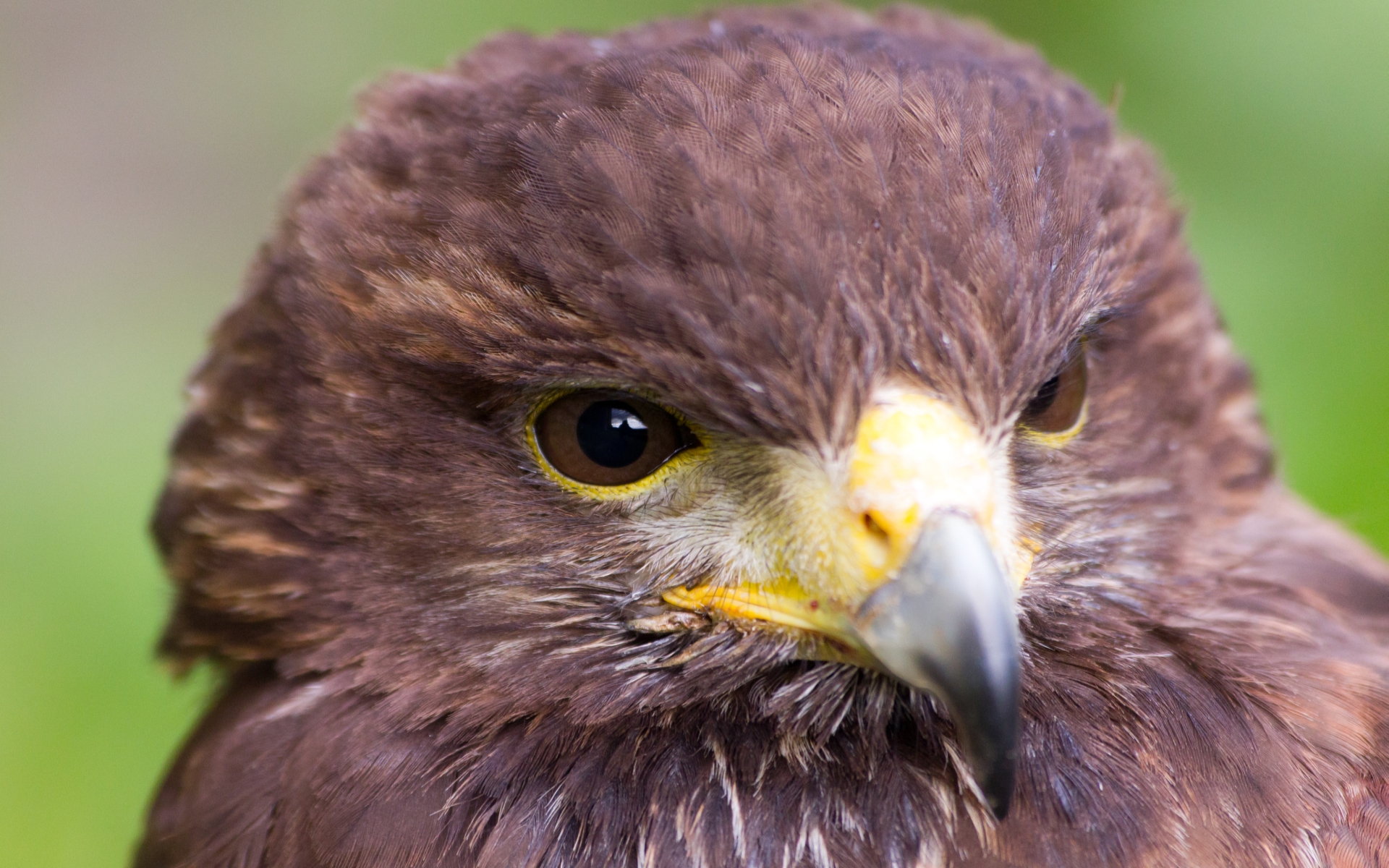 Download mobile wallpaper Hawk, Birds, Animal for free.