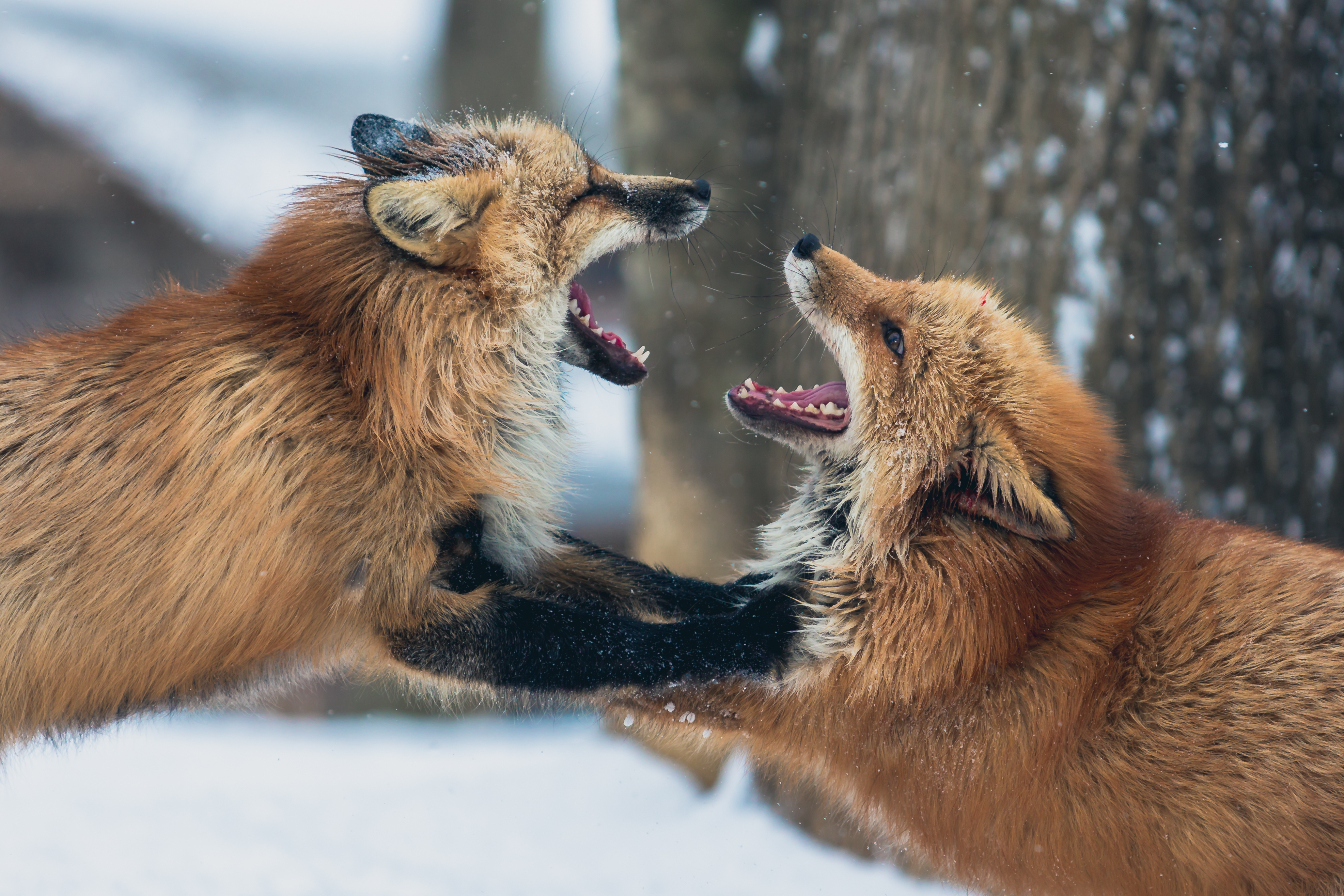 animals, fox, aggression, couple, pair, playful