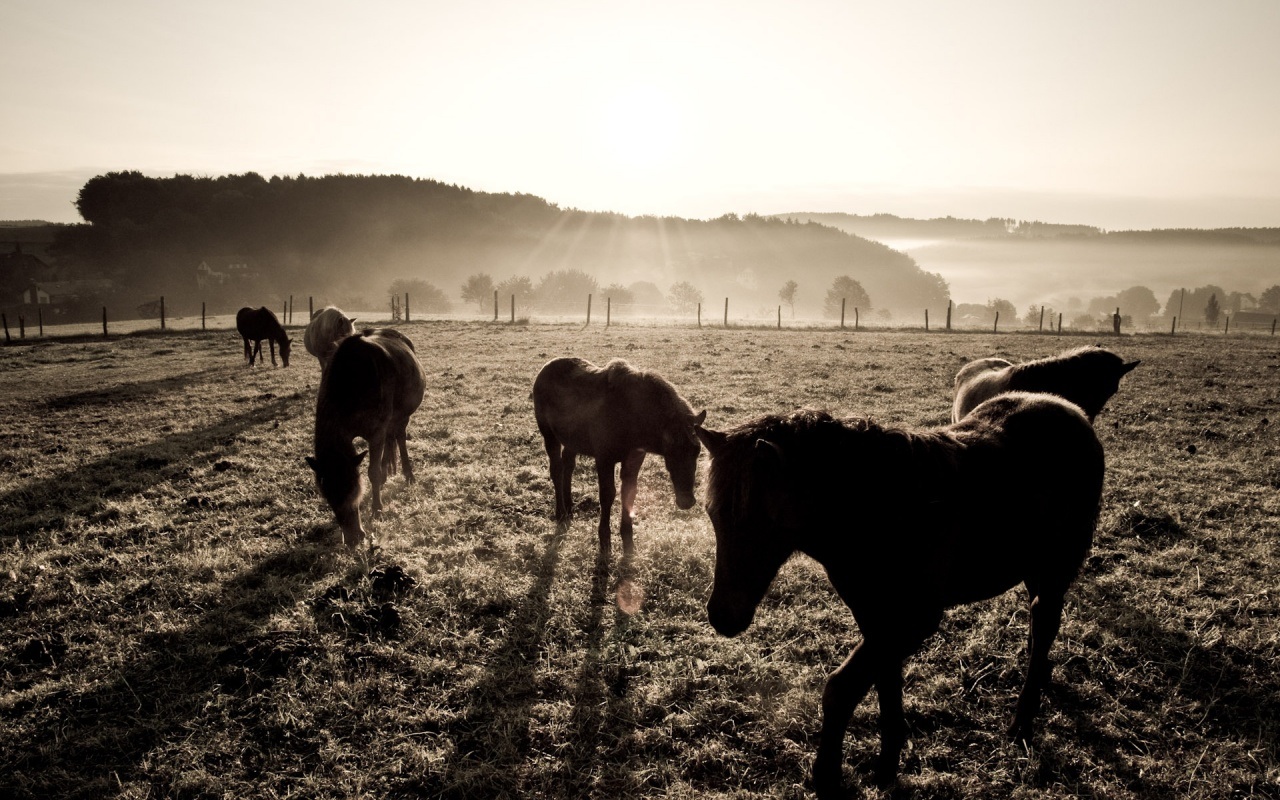 Téléchargez gratuitement l'image Animaux, Cheval sur le bureau de votre PC