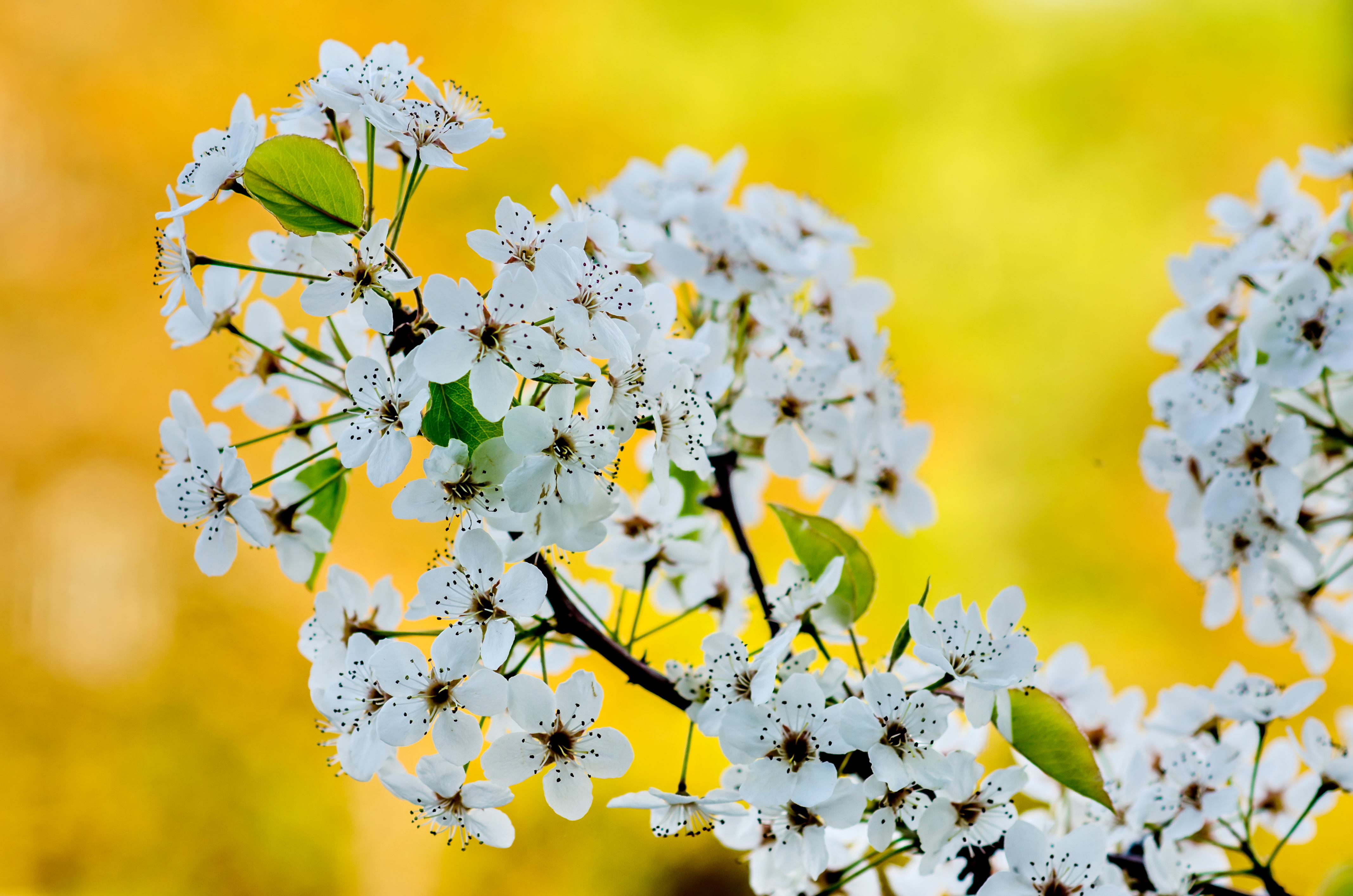 Download mobile wallpaper Flowers, Flower, Branch, Earth, White Flower, Blossom for free.