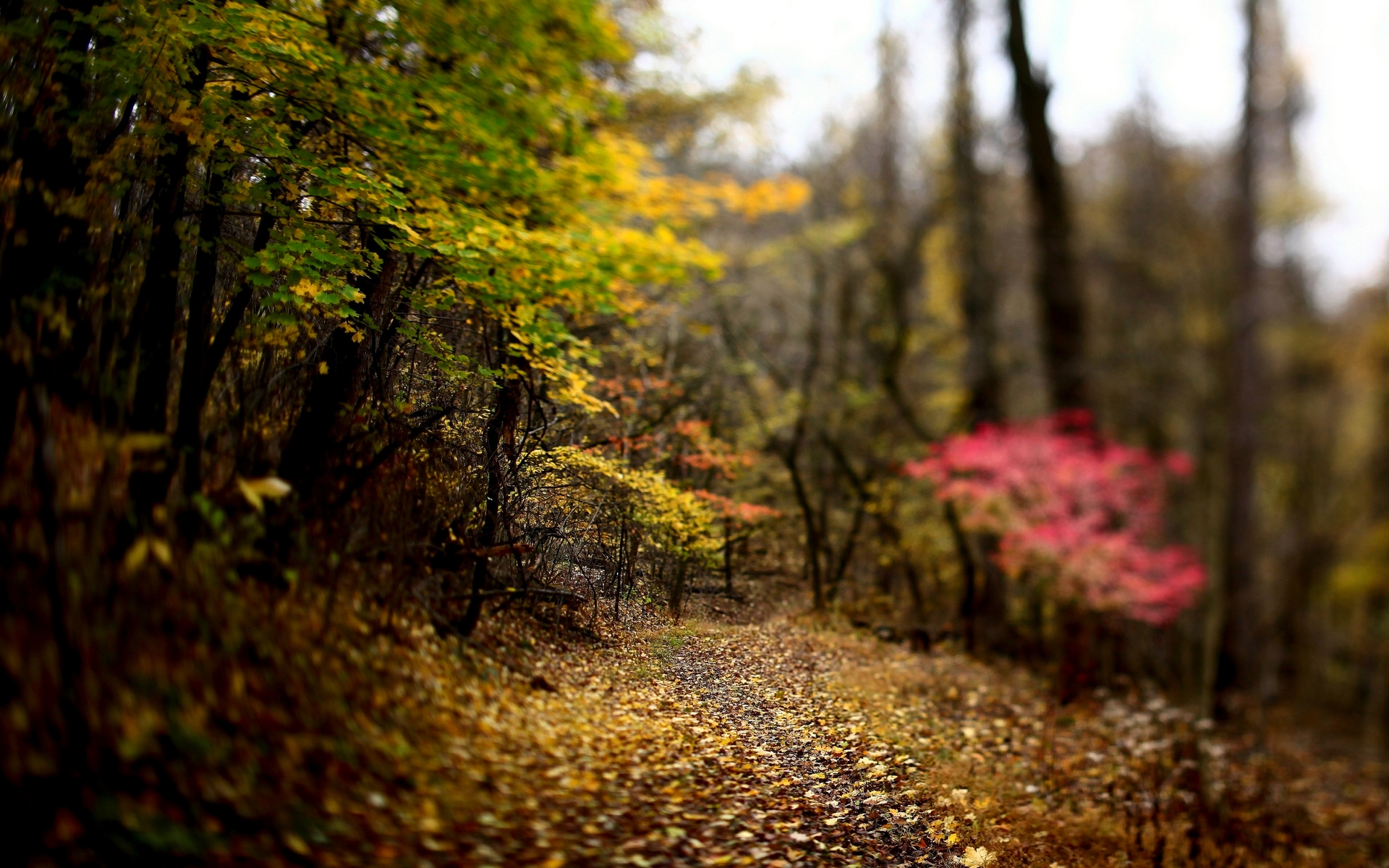 Descarga gratis la imagen Camino, Tierra/naturaleza en el escritorio de tu PC