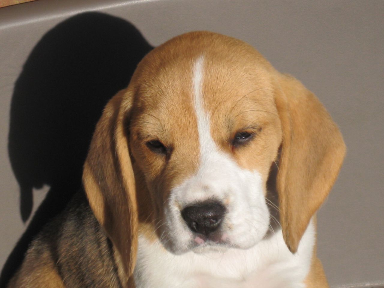 Free download wallpaper Dog, Animal, Puppy, Beagle on your PC desktop
