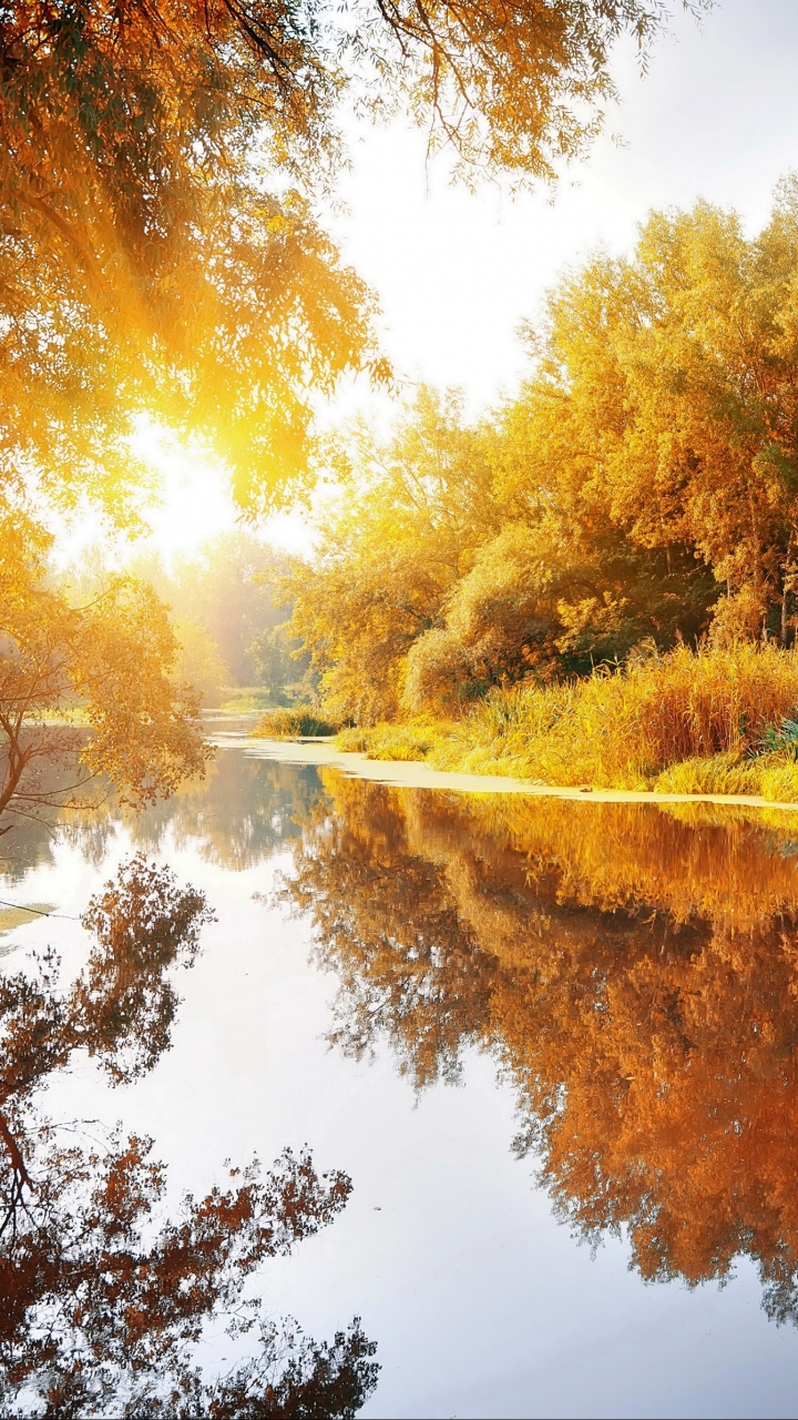 Download mobile wallpaper Nature, Reflection, Wood, Forest, Tree, Fall, Earth, River, Birch, Sunshine for free.