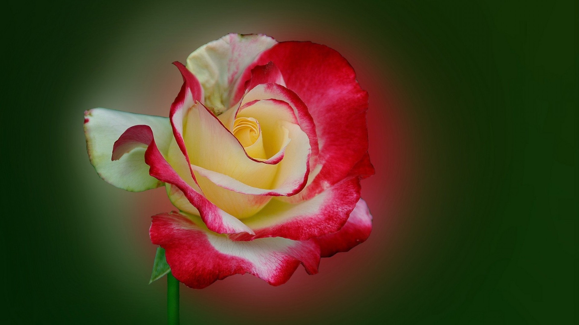 Free download wallpaper Flowers, Rose, Earth on your PC desktop