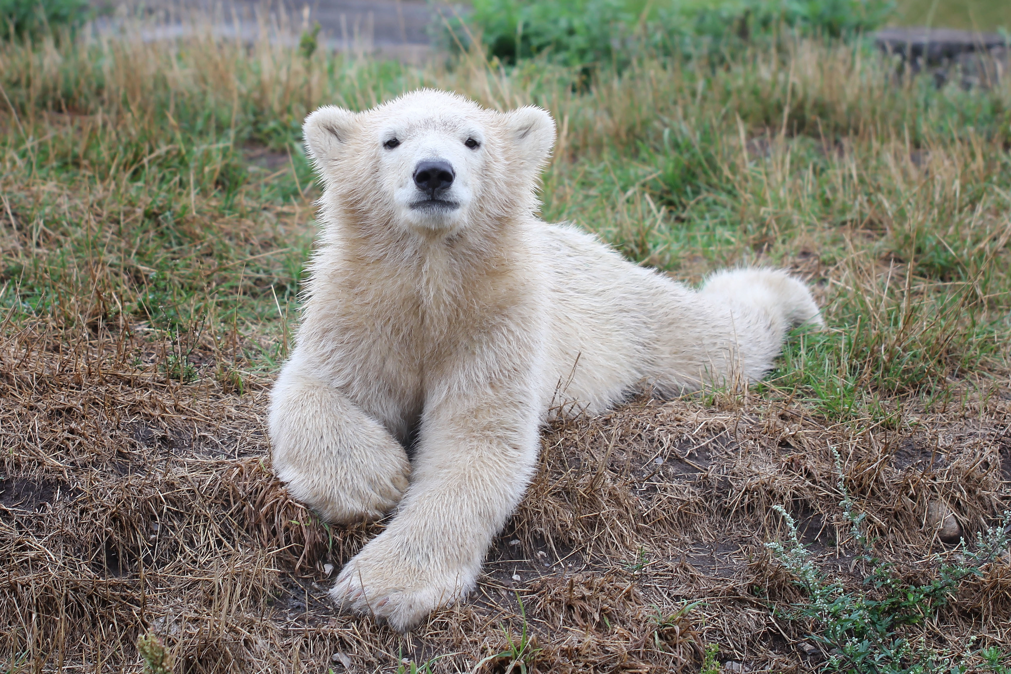 106164 скачать обои белый медведь, медведь, животные, детеныш - заставки и картинки бесплатно