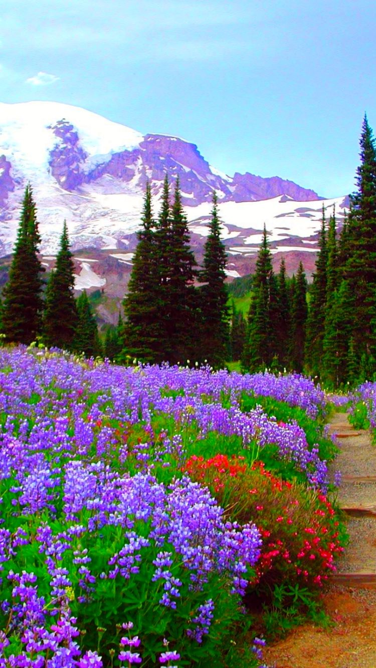 Download mobile wallpaper Flowers, Mountain, Flower, Tree, Earth, Field, Purple Flower for free.