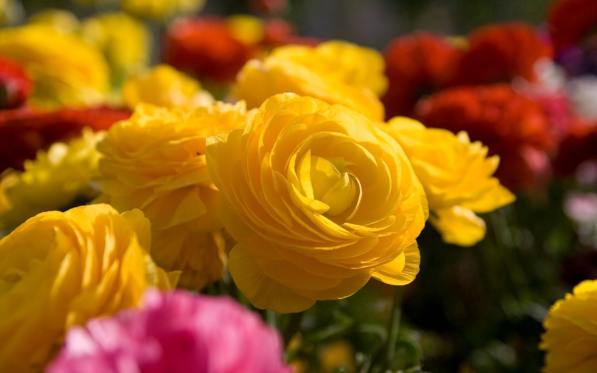 Descarga gratis la imagen Suelto, Diferente, Flores, Roses, Disuelto, Jardín en el escritorio de tu PC