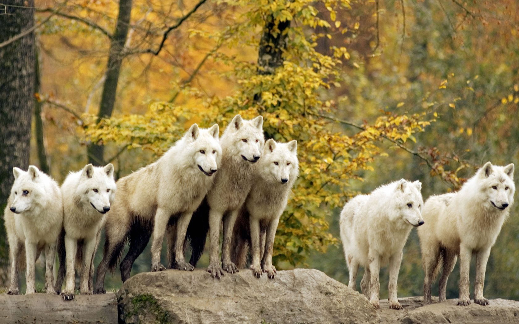 Téléchargez des papiers peints mobile Animaux, Loup gratuitement.