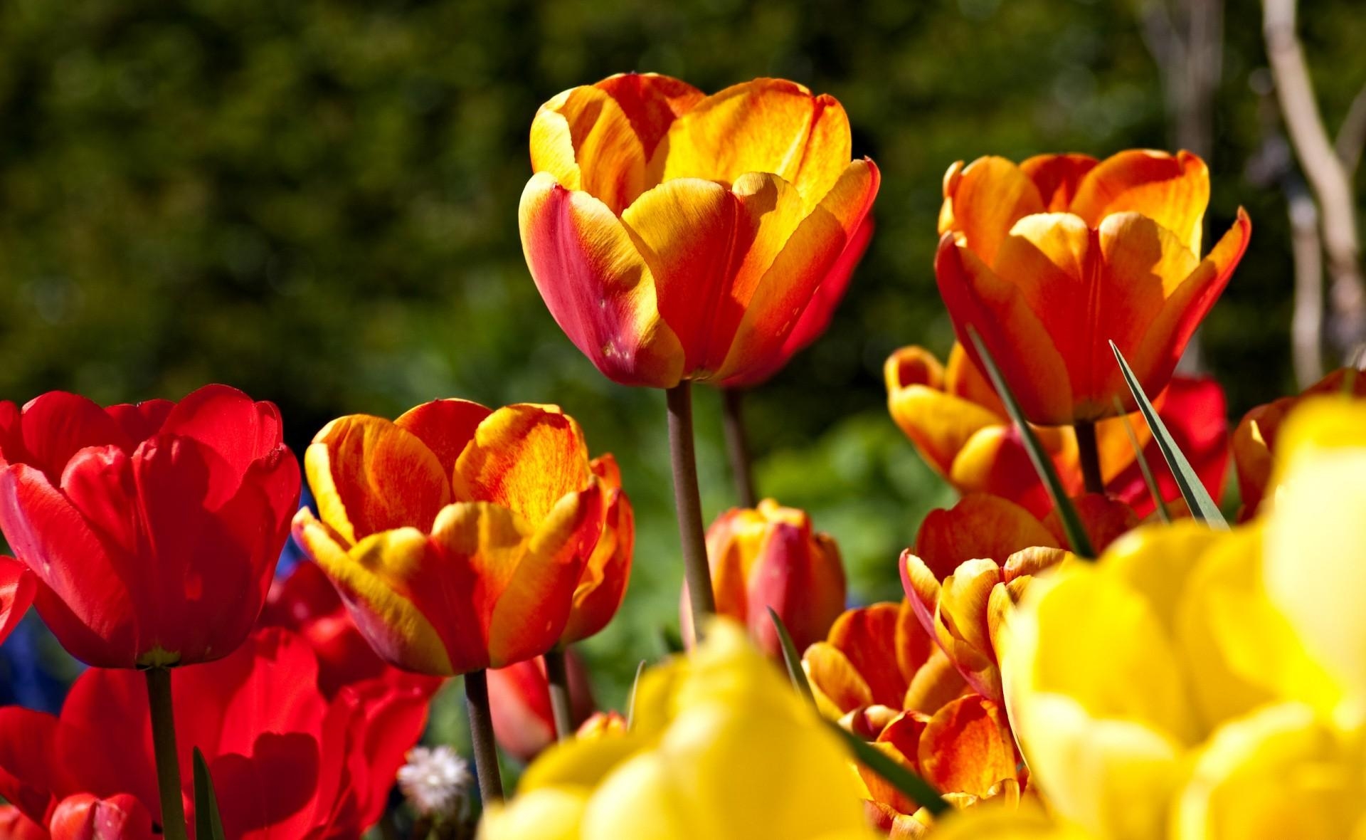 86371 скачать обои тюльпаны, распущенные, яркие, цветы, солнечно - заставки и картинки бесплатно