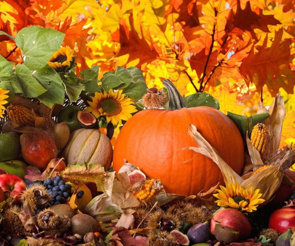 Download mobile wallpaper Nature, Flower, Holiday, Leaf, Fall, Season, Thanksgiving for free.