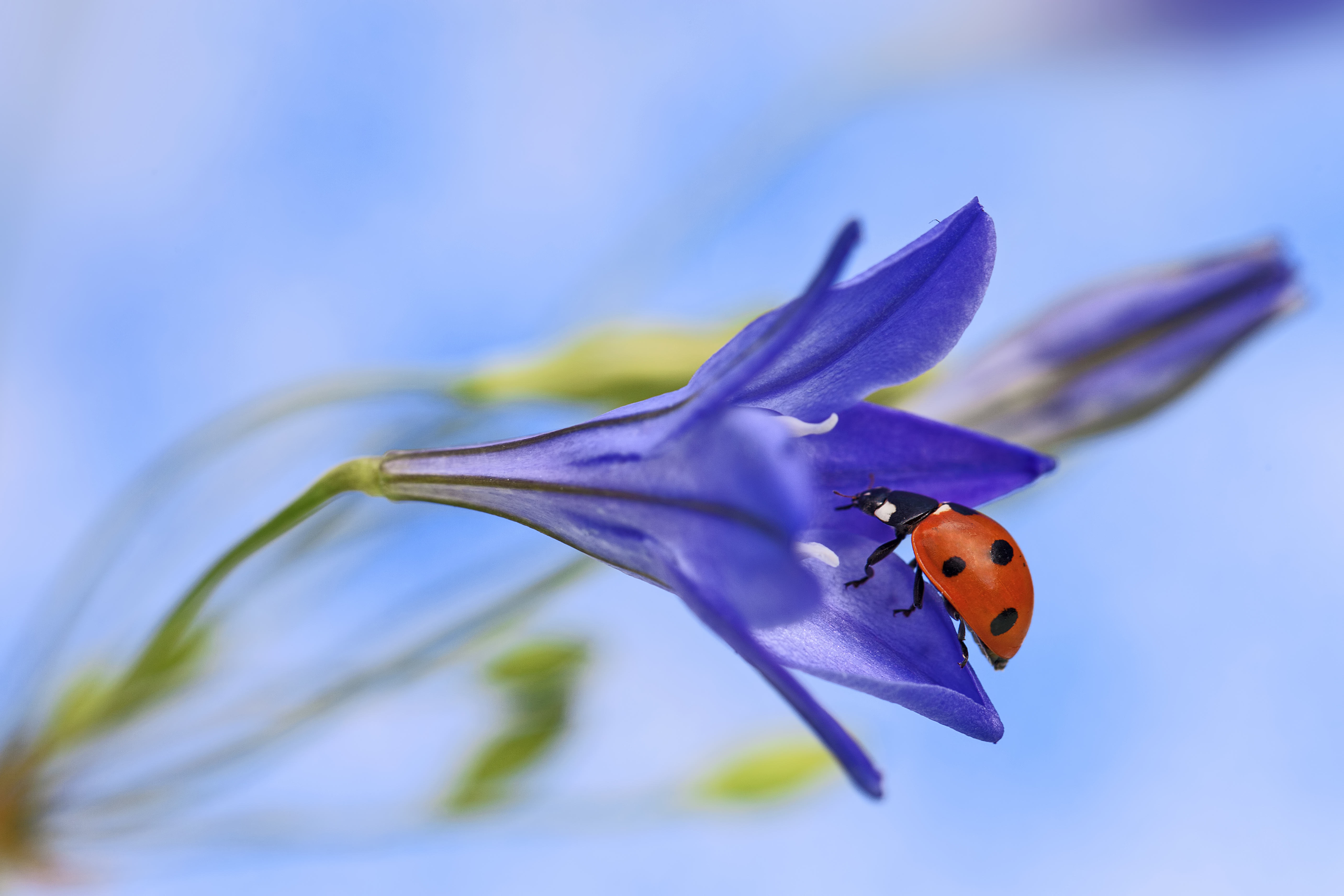 無料モバイル壁紙動物, てんとう虫, 大きい, 青い花, 虫をダウンロードします。