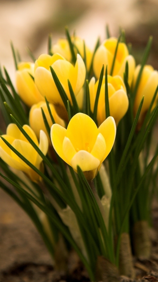 Download mobile wallpaper Flowers, Flower, Earth, Crocus for free.