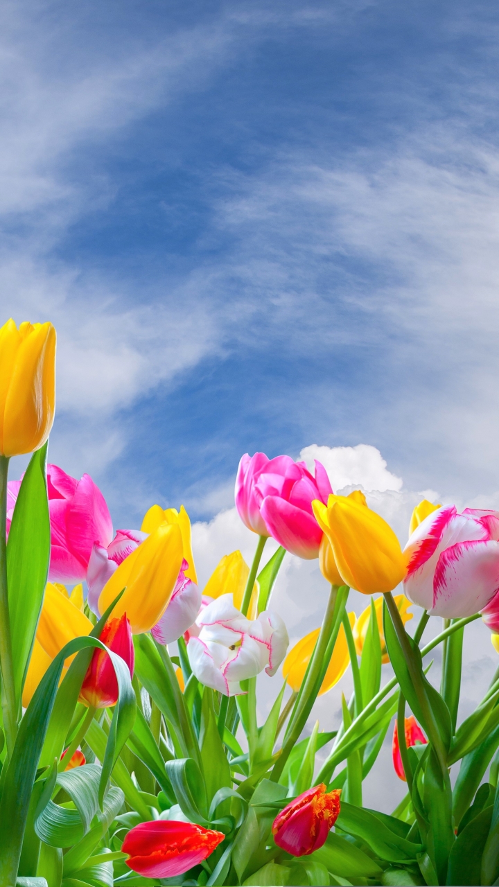 Download mobile wallpaper Flowers, Sky, Summer, Flower, Earth, Colorful, Cloud, Tulip, Yellow Flower for free.