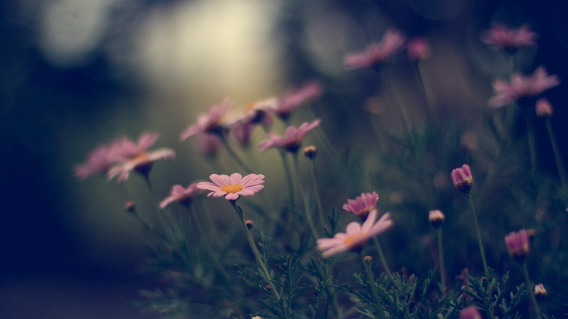 Téléchargez gratuitement l'image Fleurs, Fleur, Terre/nature sur le bureau de votre PC