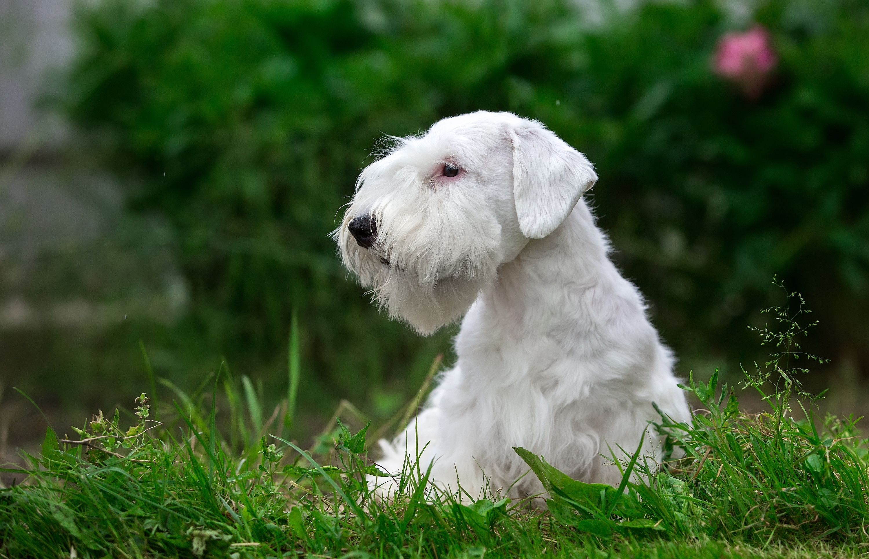 Download mobile wallpaper Dogs, Grass, Dog, Animal, Terrier, Sealyham Terrier for free.