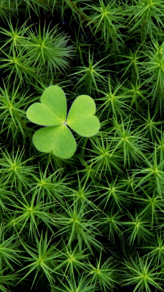 Download mobile wallpaper Earth, Clover, Photography for free.