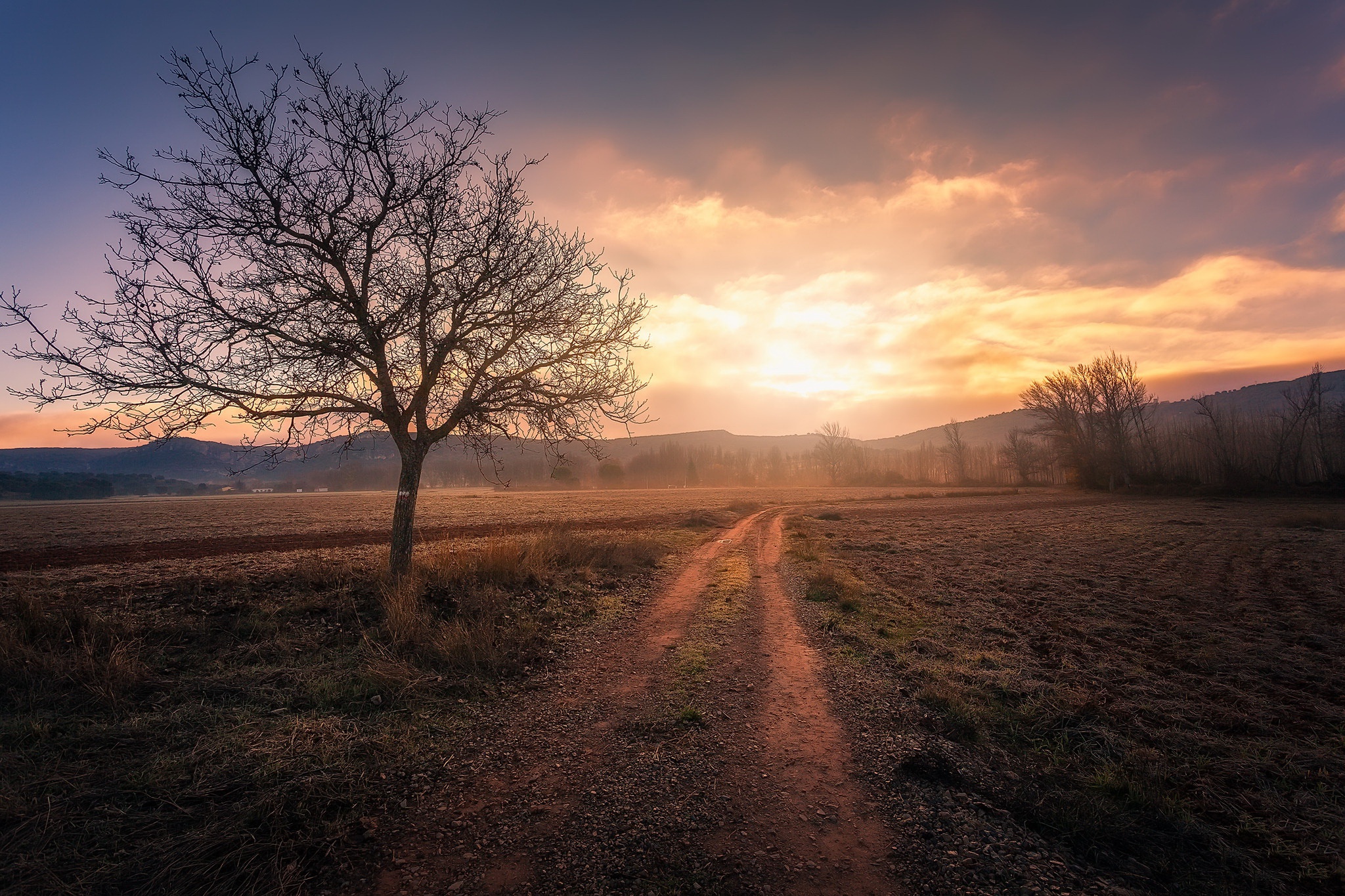 Descarga gratis la imagen Camino, Árbol, Niebla, Mañana, Hecho Por El Hombre en el escritorio de tu PC