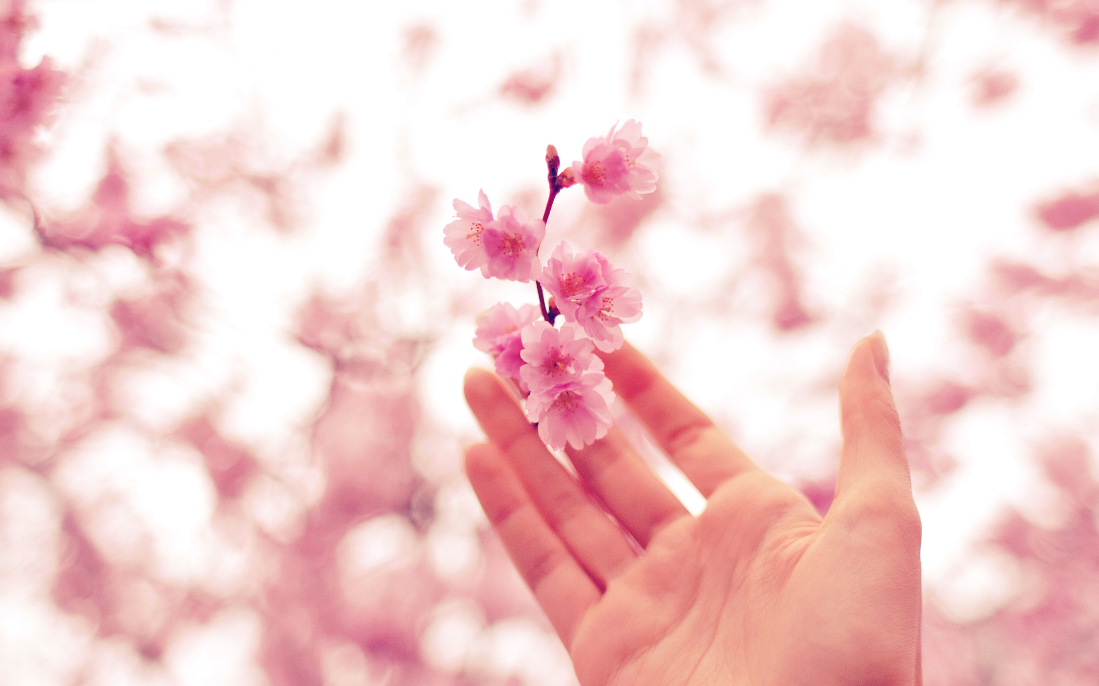 Free download wallpaper Flowers, Hand, Earth, Cherry Blossom, Blossom on your PC desktop