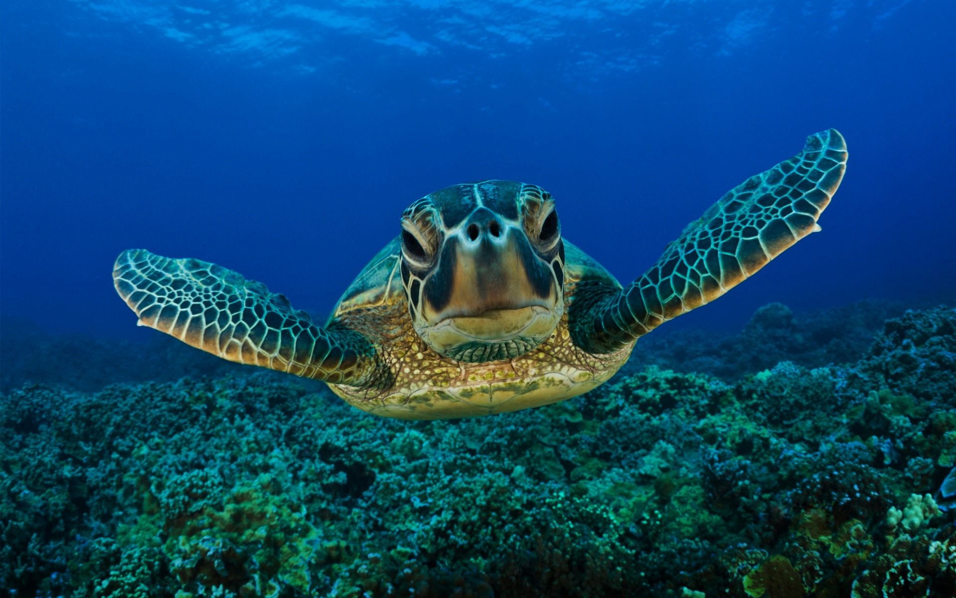 53745 скачать обои черепаха, животные, подводный мир, панцирь, плавать - заставки и картинки бесплатно