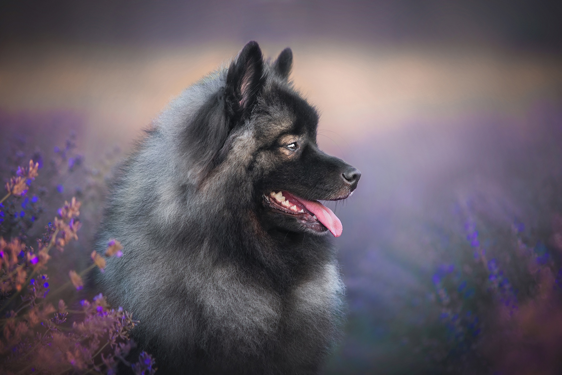 Download mobile wallpaper Dogs, Dog, Animal, Puppy, Finnish Lapphund, Baby Animal for free.