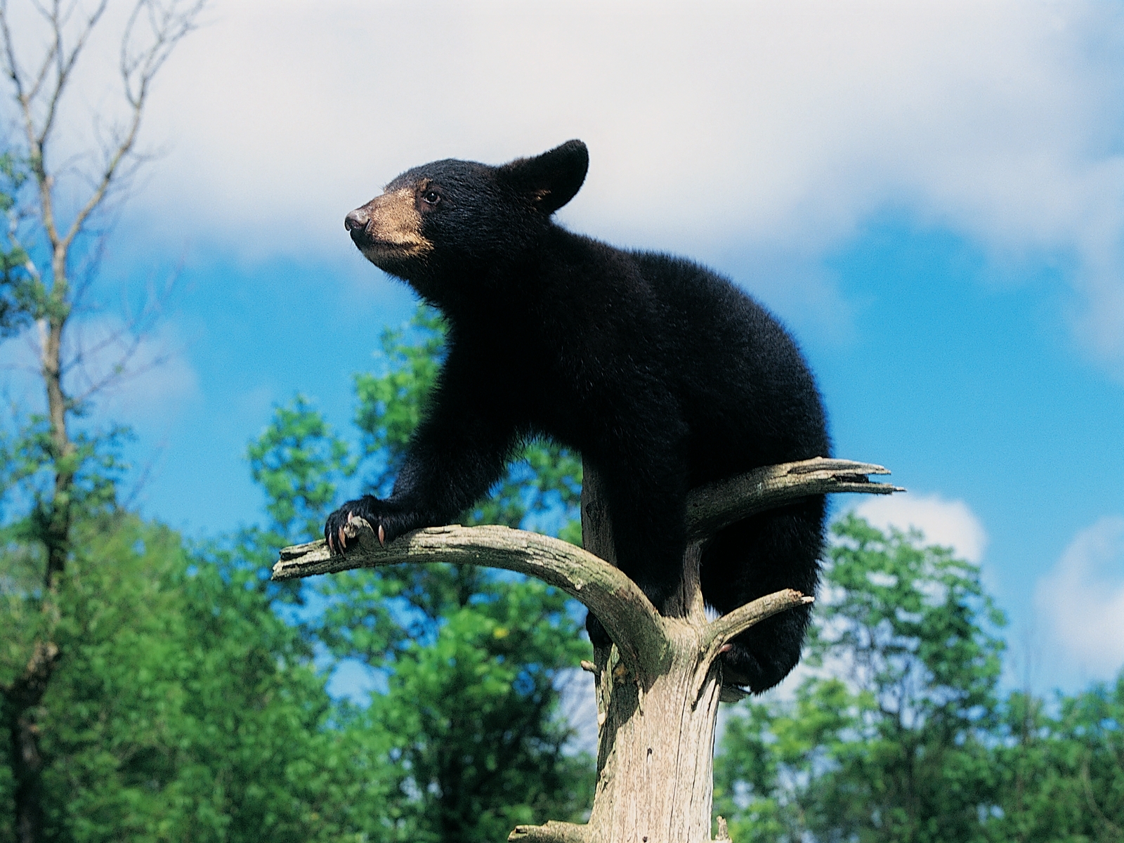 無料モバイル壁紙動物, クマをダウンロードします。