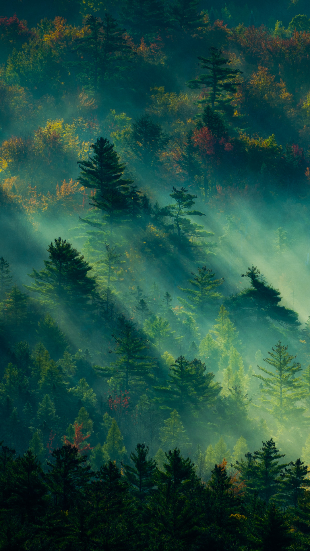 Скачать картинку Лес, Туман, Земля/природа, Солнечный Лучик в телефон бесплатно.