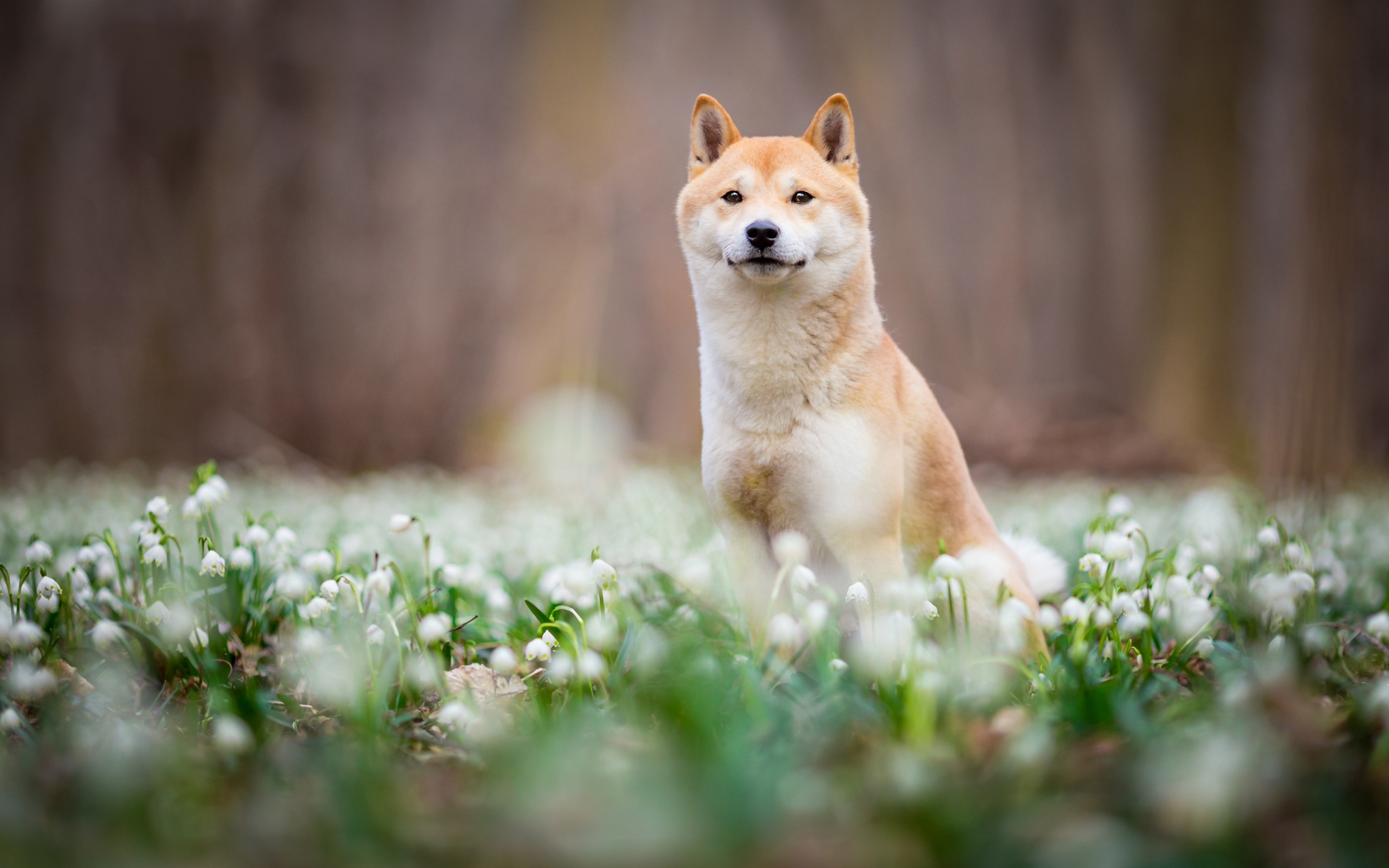 Download mobile wallpaper Dogs, Flower, Dog, Animal, Spring, Shiba Inu for free.