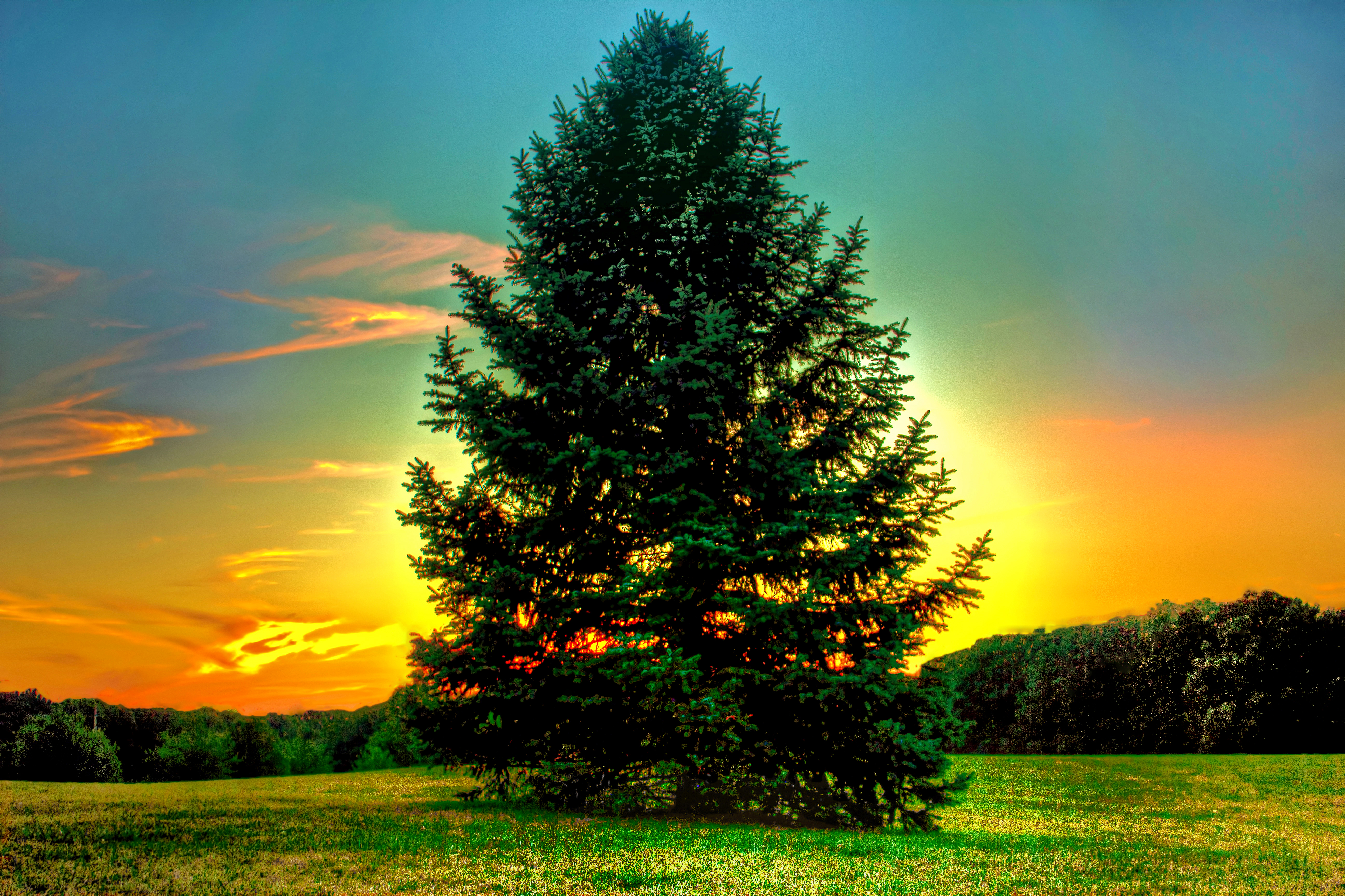 Download mobile wallpaper Trees, Sunset, Tree, Earth, Field, Pine Tree for free.