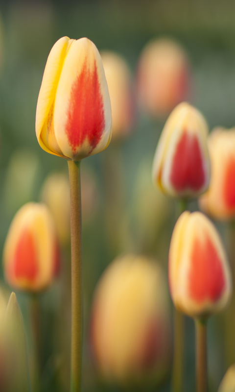 Download mobile wallpaper Nature, Flowers, Flower, Blur, Earth, Tulip for free.