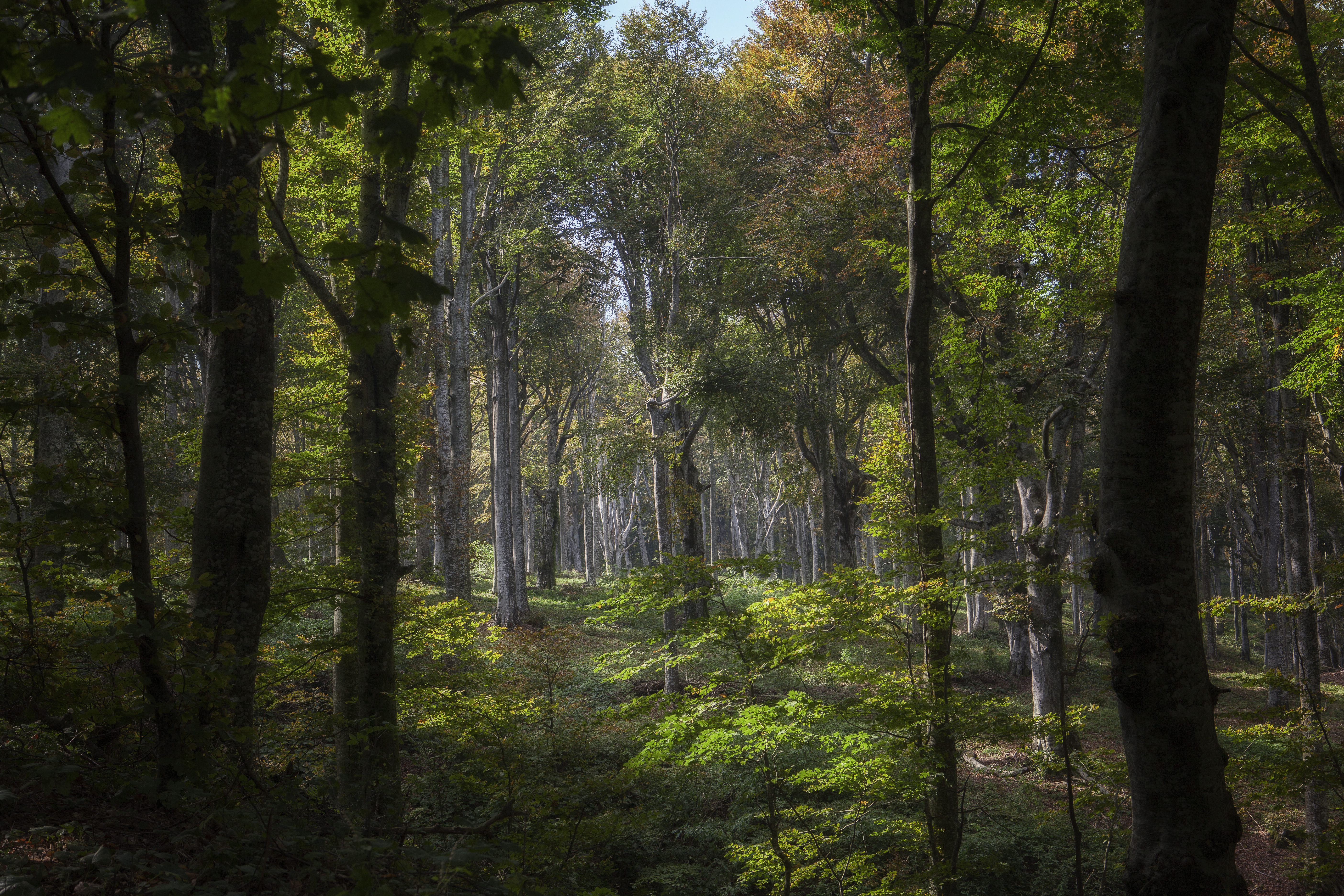 Descarga gratuita de fondo de pantalla para móvil de Naturaleza, Bosque, Árbol, Tierra/naturaleza.