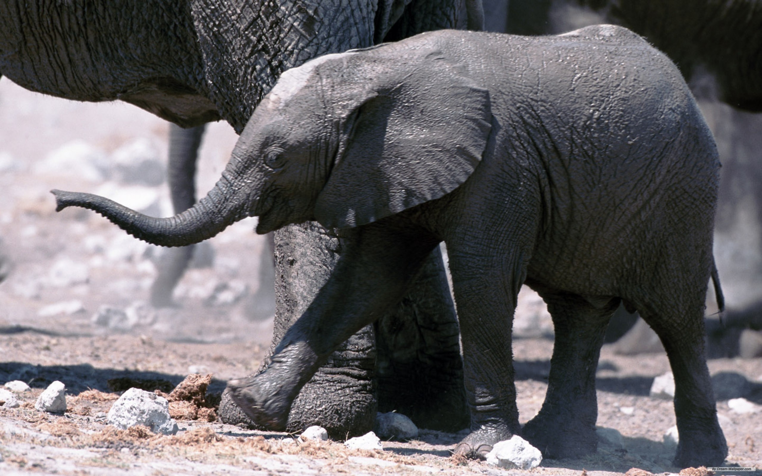 Handy-Wallpaper Afrikanischer Elefant, Elefanten, Tiere kostenlos herunterladen.