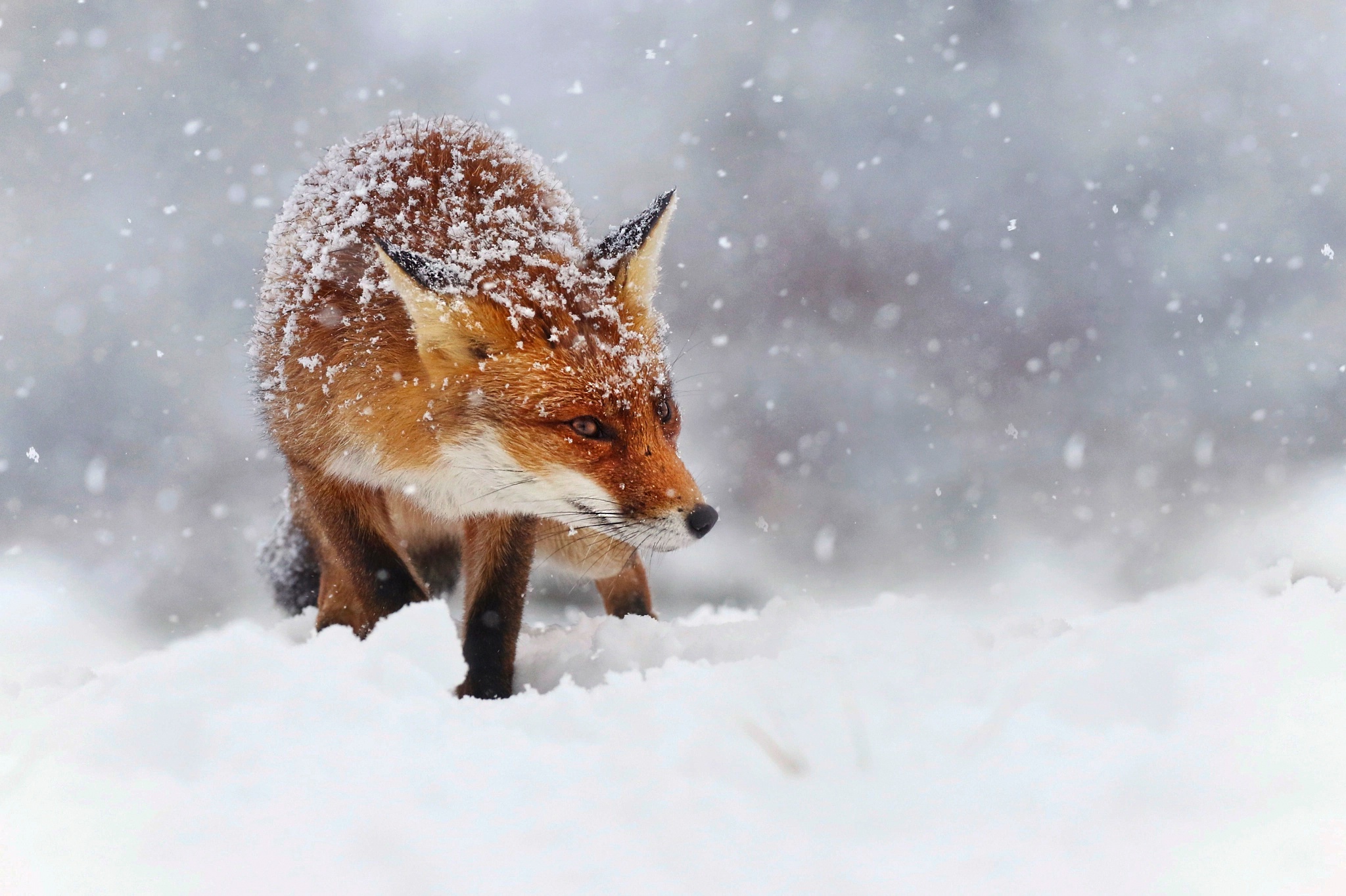 Baixe gratuitamente a imagem Animais, Inverno, Neve, Raposa, Queda De Neve na área de trabalho do seu PC