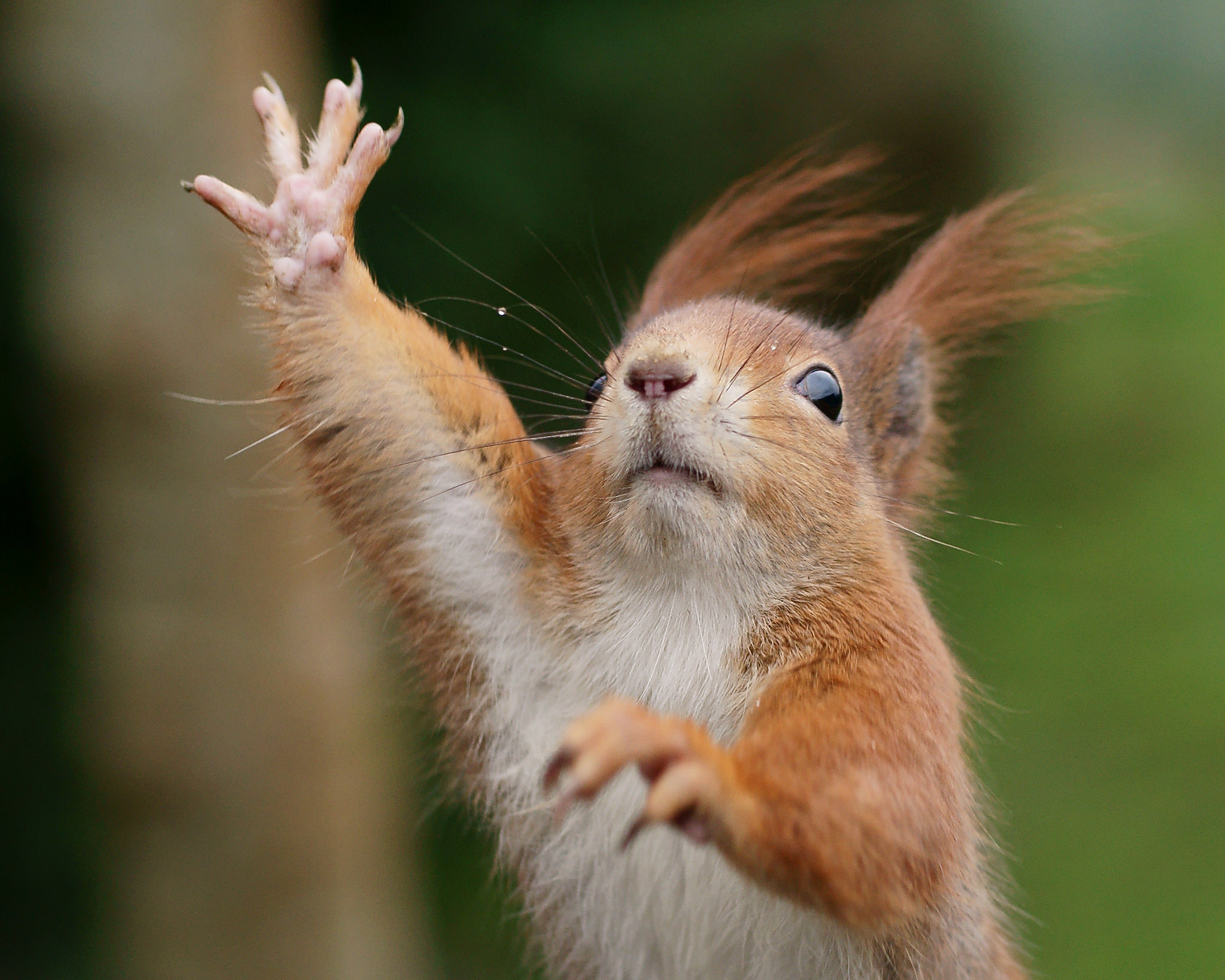 Handy-Wallpaper Tiere, Eichhörnchen, Nagetier kostenlos herunterladen.