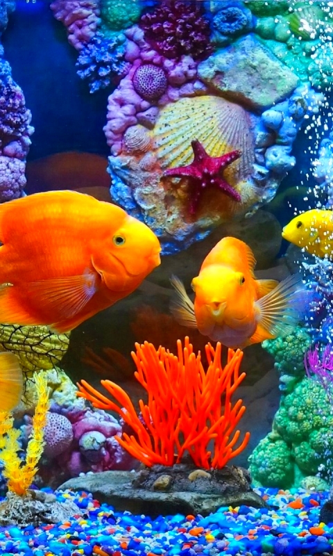 Download mobile wallpaper Fishes, Plant, Animal, Colorful, Aquarium, Fish for free.