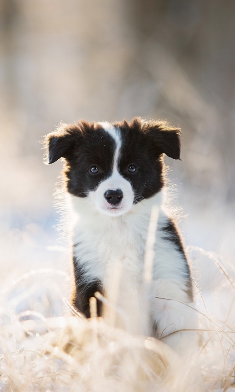 Download mobile wallpaper Dogs, Dog, Blur, Animal, Puppy, Border Collie, Baby Animal for free.