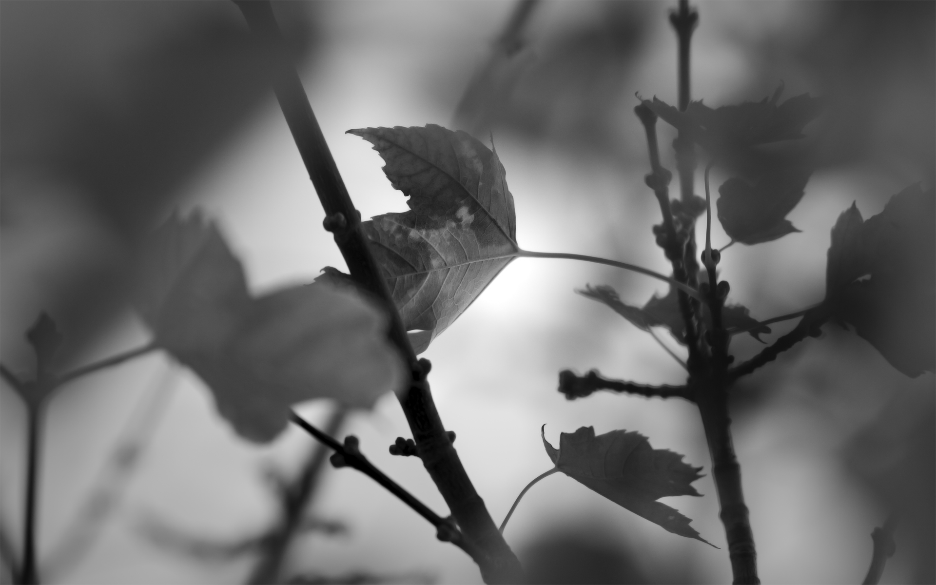 Free download wallpaper Leaf, Photography, Black & White on your PC desktop