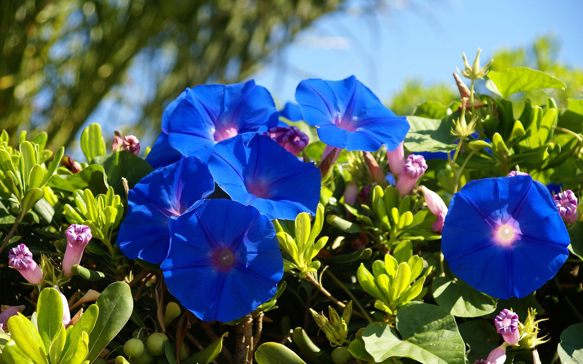 Baixar papel de parede para celular de Natureza, Flores, Flor, Terra/natureza, Flor Azul gratuito.