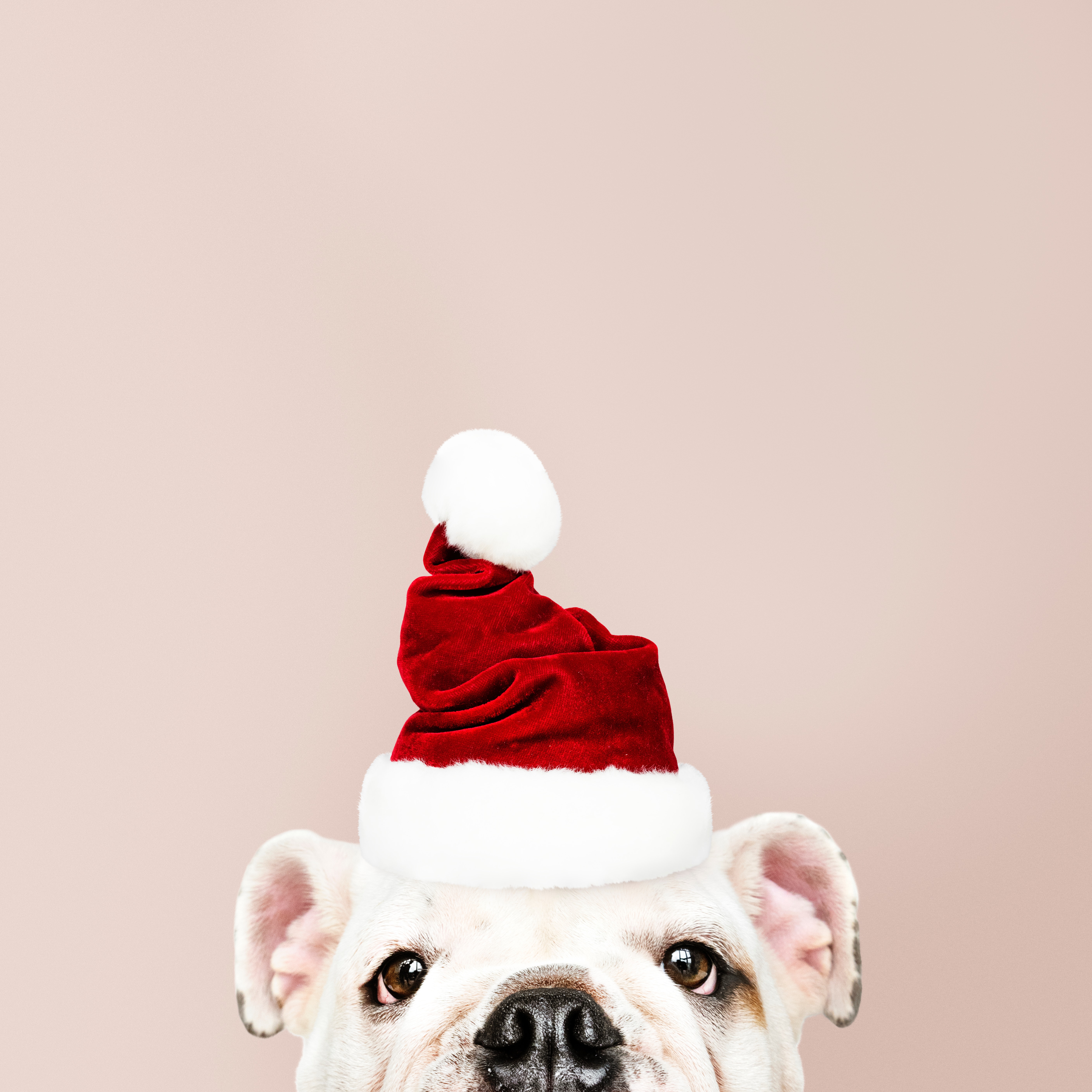 Handy-Wallpaper Hund, Neues Jahr, Feiertage, Neujahr, Weihnachtsmann, Weihnachten kostenlos herunterladen.