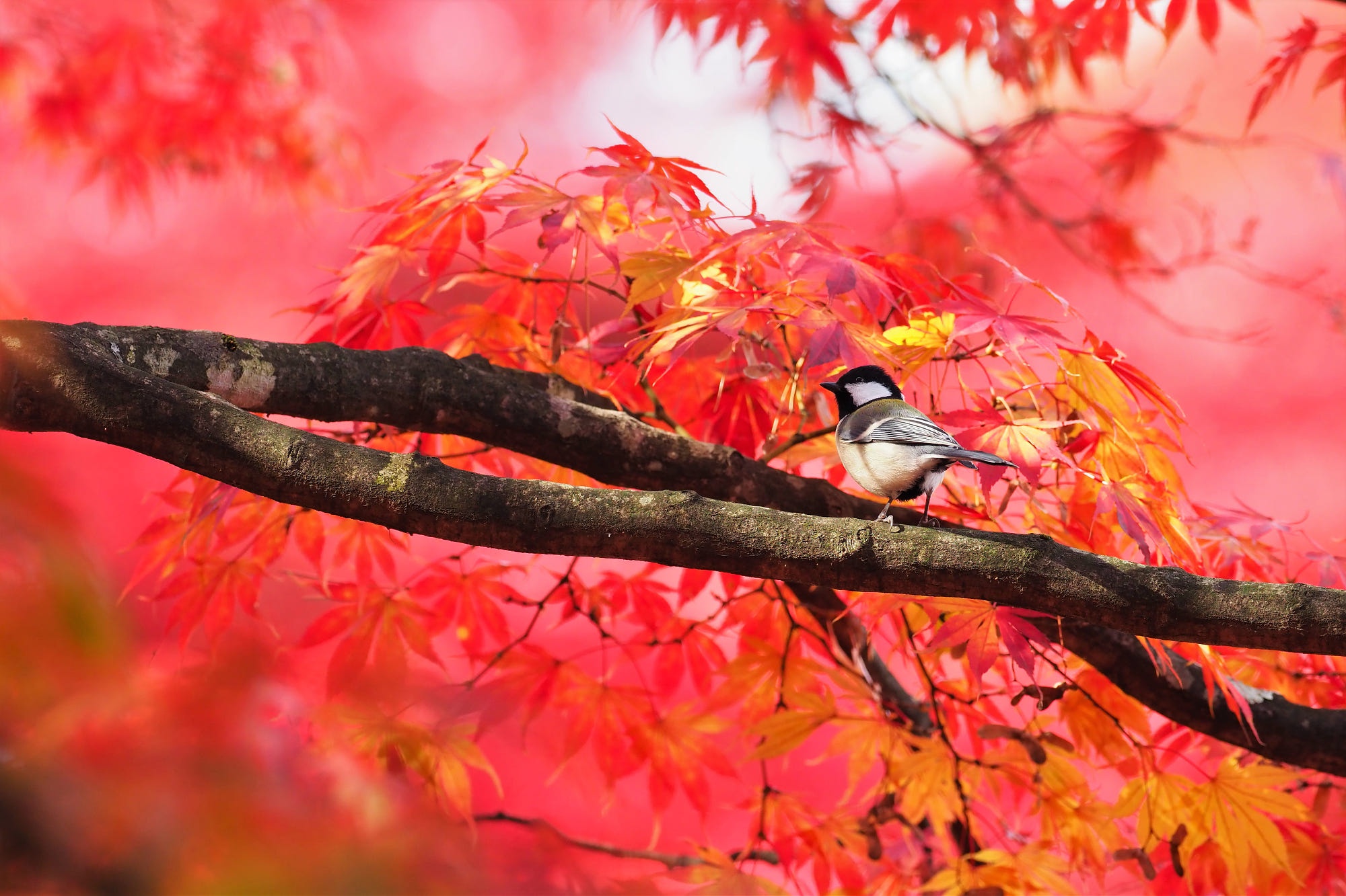 Laden Sie das Tiere, Vögel, Baum, Ast, Meise-Bild kostenlos auf Ihren PC-Desktop herunter
