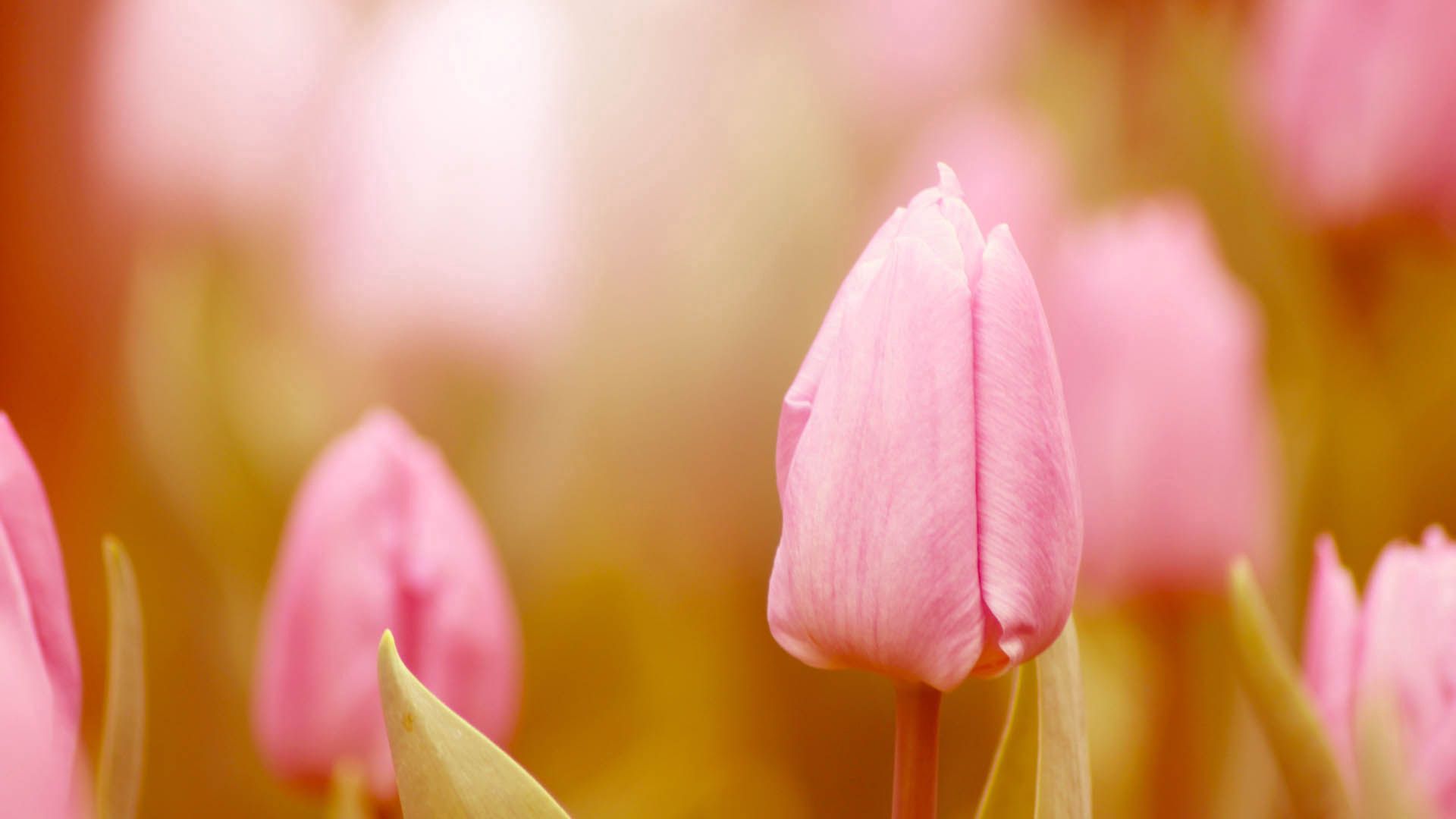Téléchargez des papiers peints mobile Tulipe, Macro, Tige, Bourgeon gratuitement.