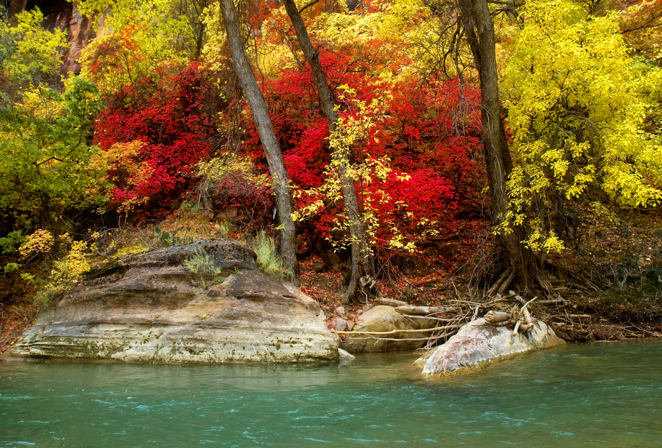 Скачать картинку Река, Осень, Дерево, Земля/природа в телефон бесплатно.
